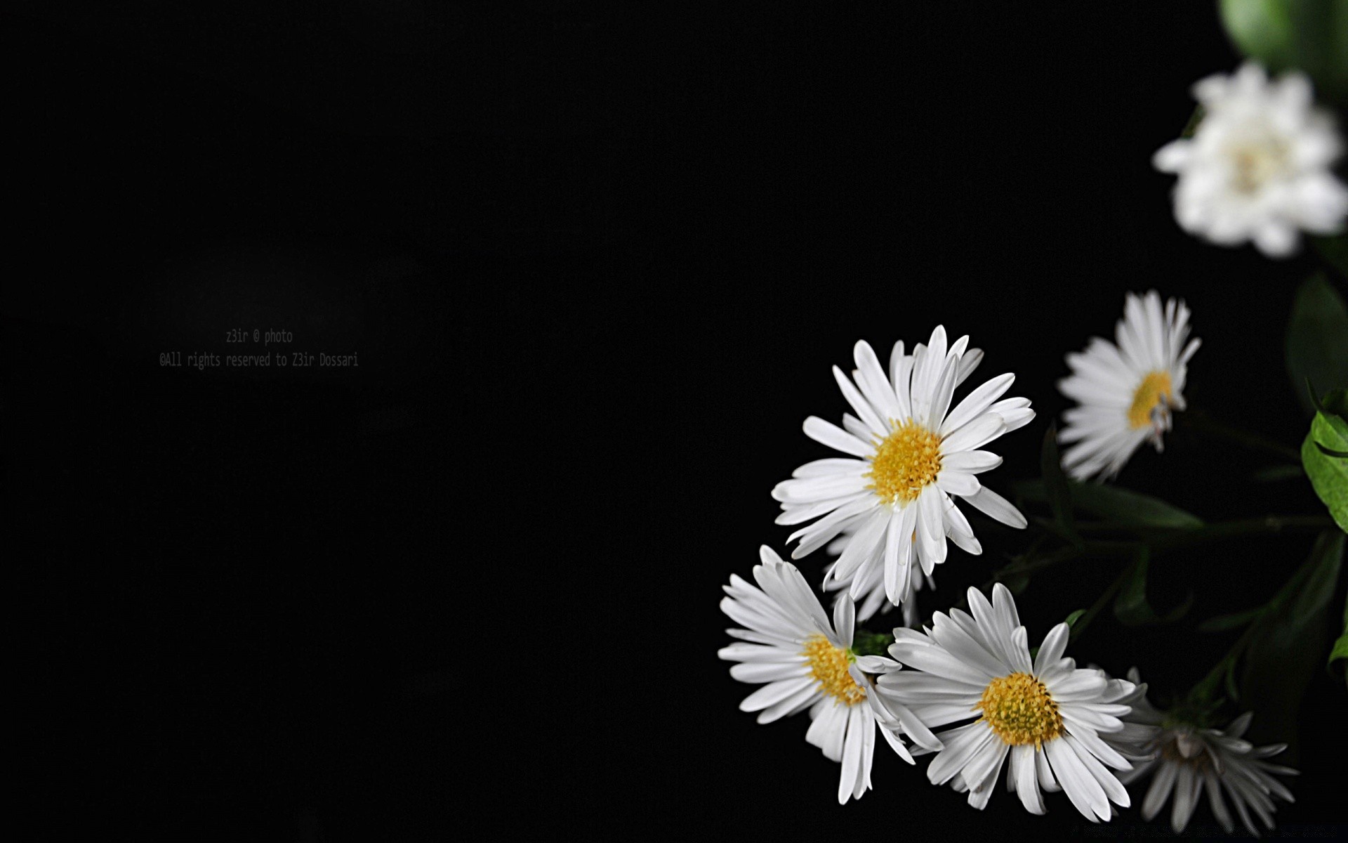 Белые цветки на черном фоне загрузить
