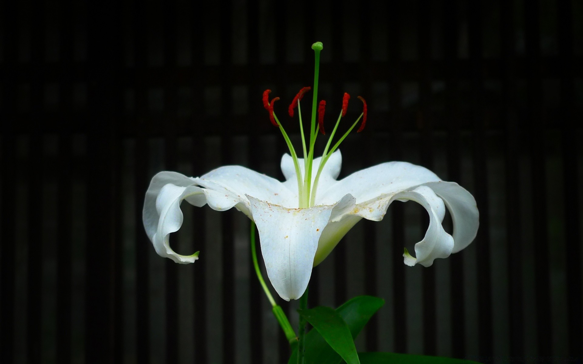 çiçekler çiçek masaüstü doğa güzel flora renk yakın çekim bahçe