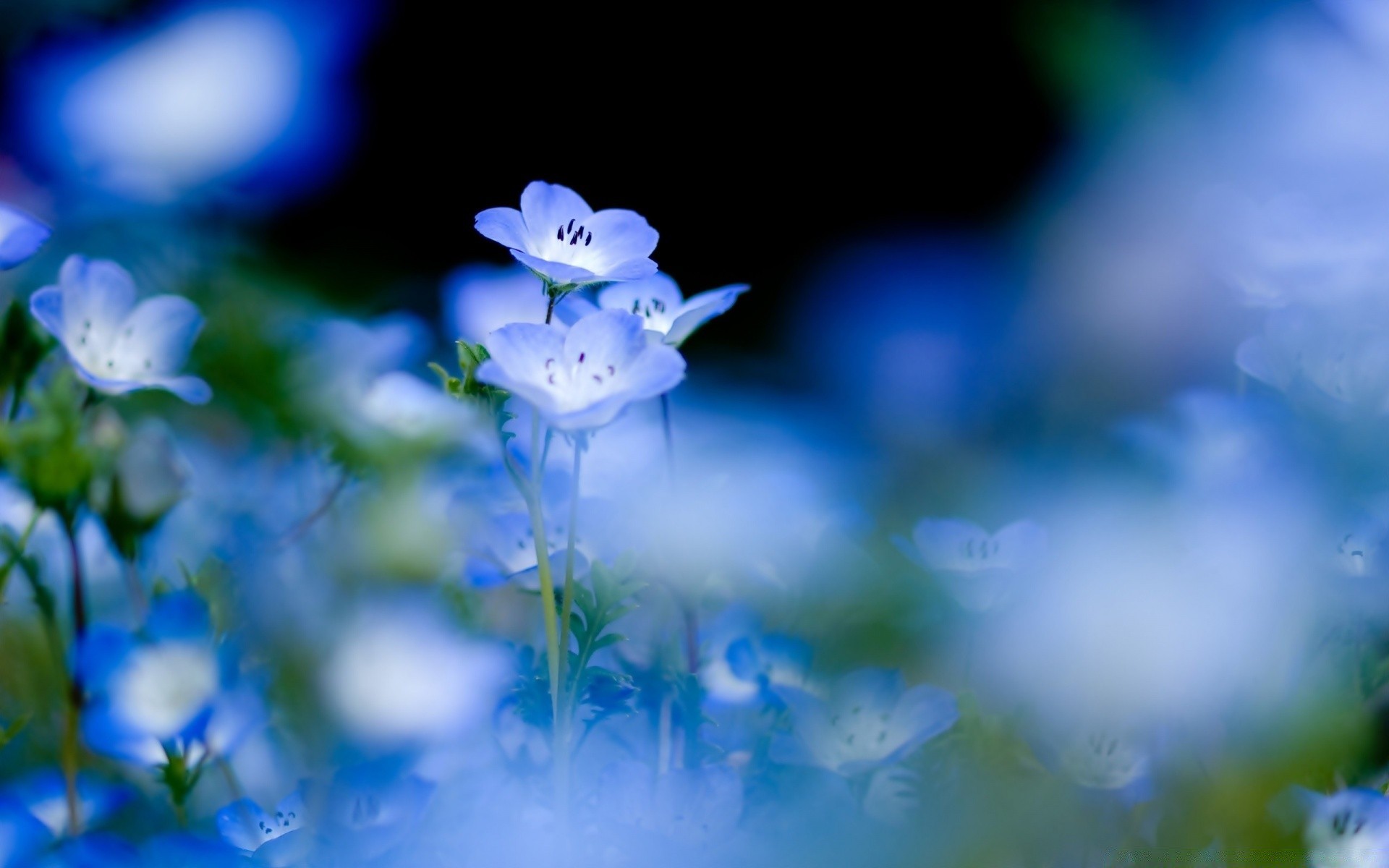 flores desenfoque flor naturaleza hoja al aire libre flora verano crecimiento dof brillante luz hierba