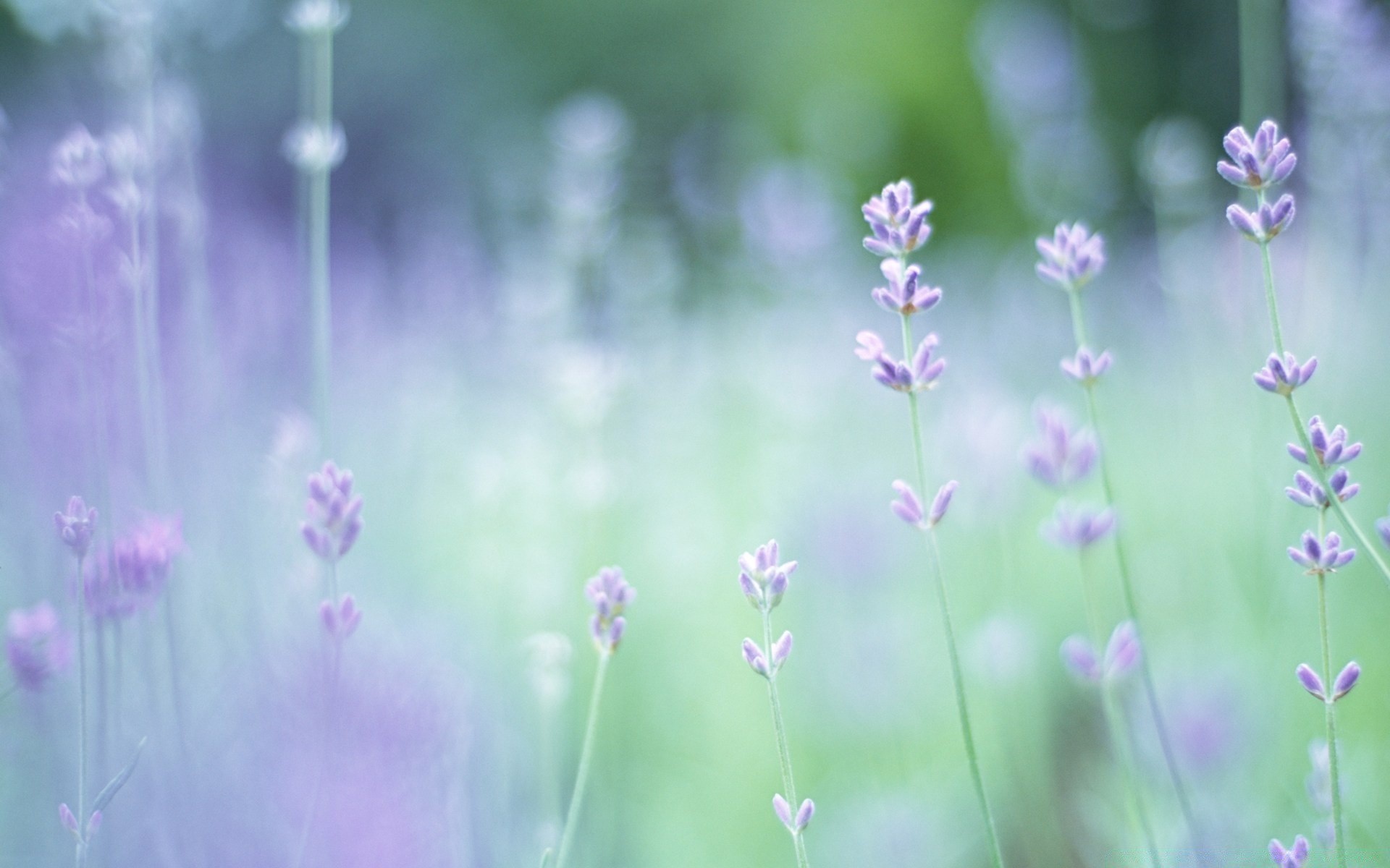 flowers nature summer flower flora leaf growth field grass season rural garden bright hayfield outdoors floral husk freshness fair weather