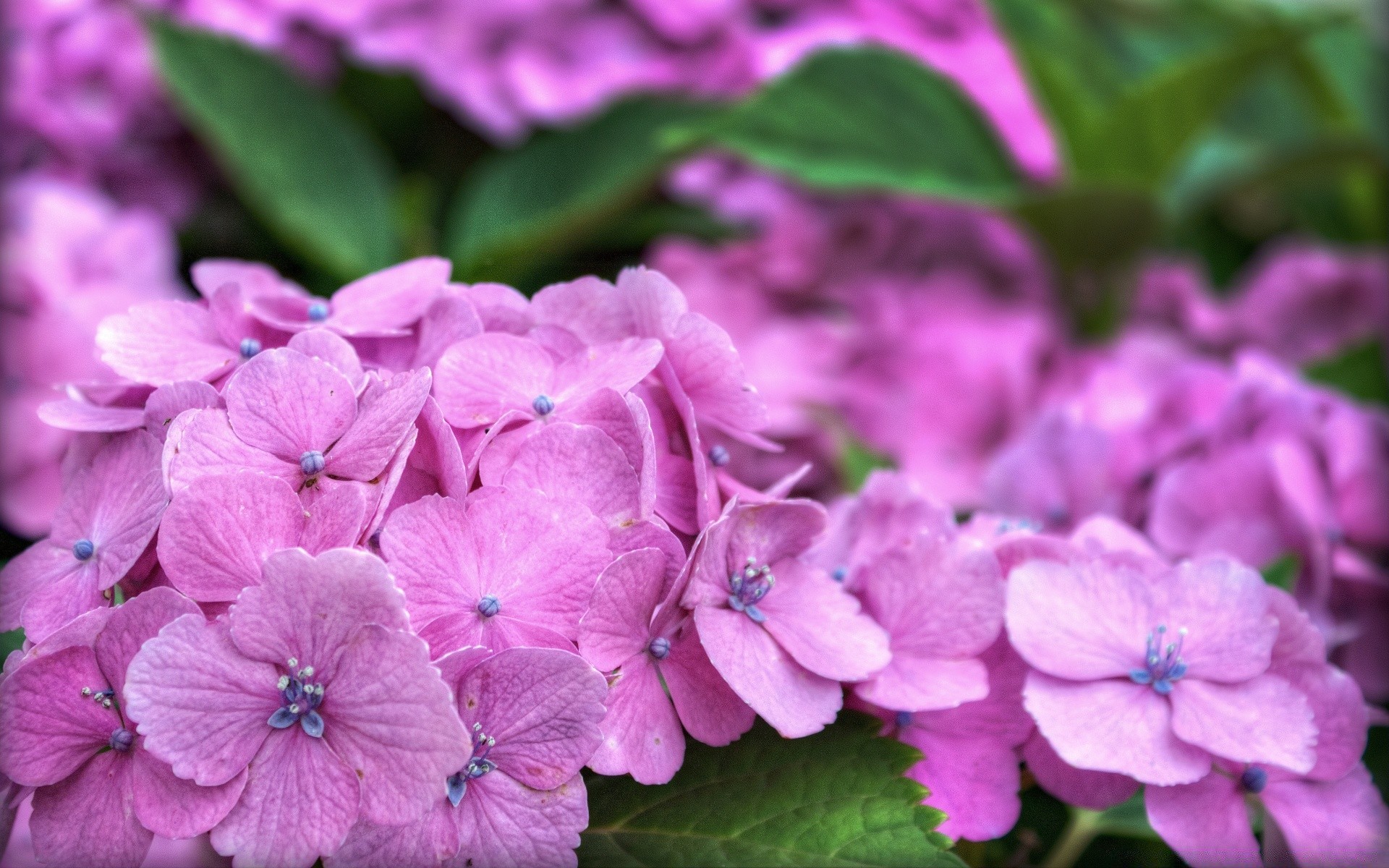 fleurs fleur flore nature jardin feuille floral pétale été bluming couleur gros plan belle croissance lumineux bouquet violet à l extérieur saison botanique