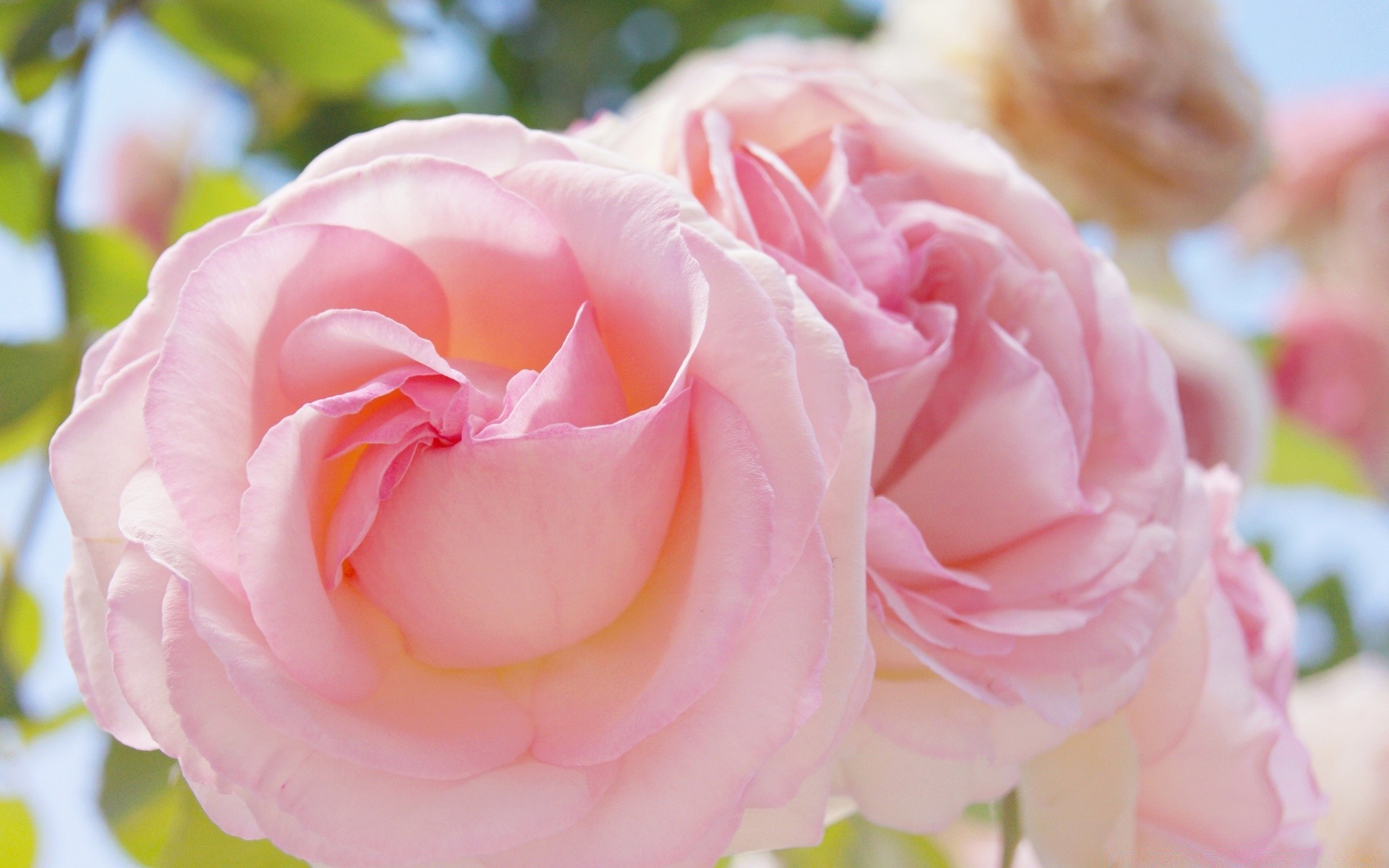 flowers rose flower love romance wedding petal floral birthday romantic blooming bouquet anniversary gift leaf nature flora delicate pastel bud