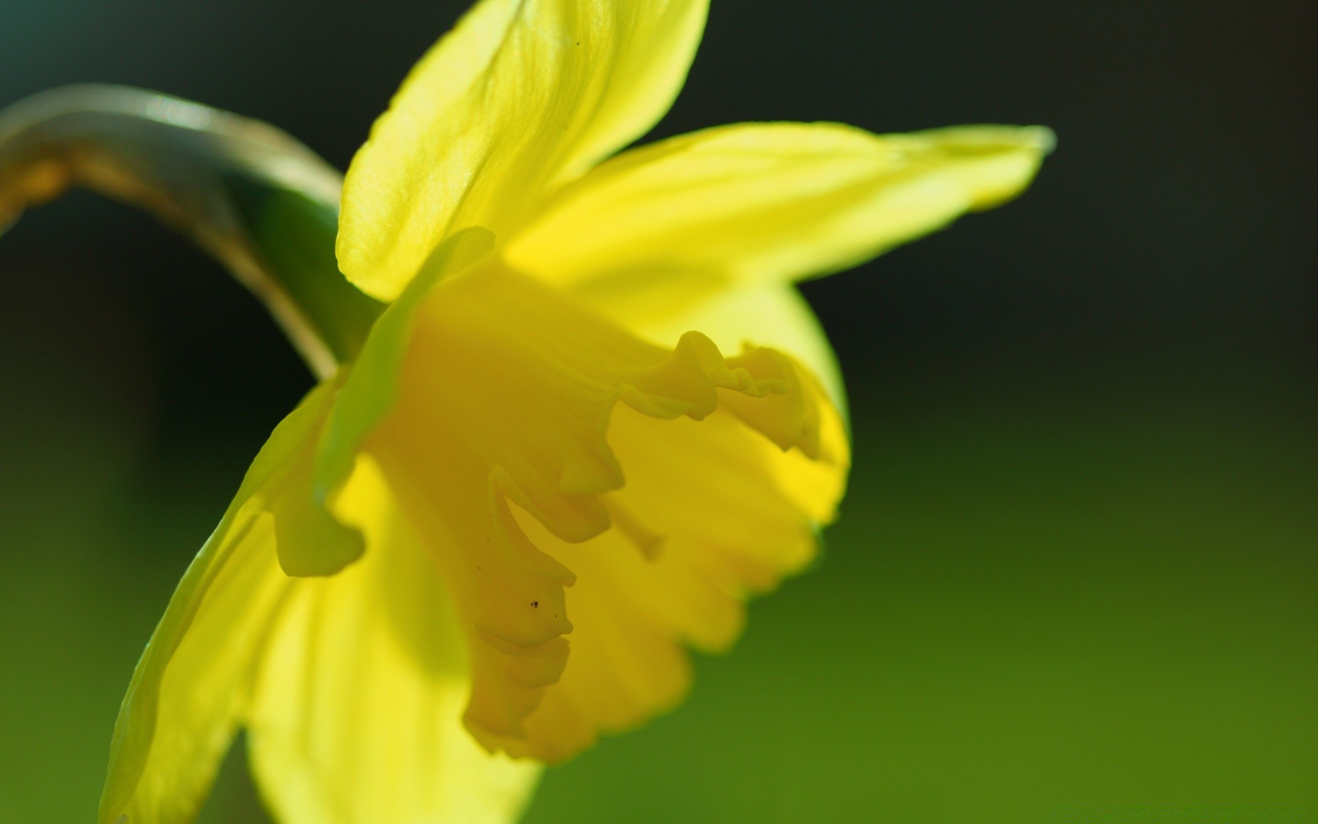 flowers flower nature flora daffodil leaf blur easter growth garden color bright floral narcissus