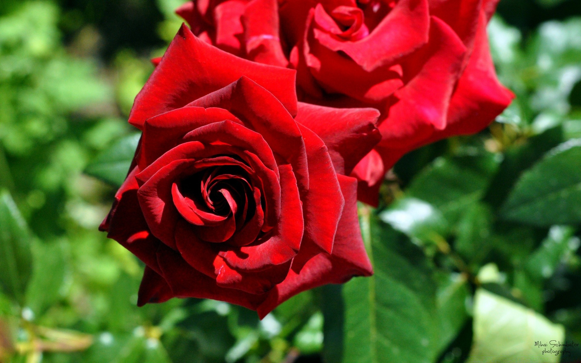 çiçekler gül çiçek romantizm aşk taçyaprağı doğa yaprak flora çiçek açan çiçek romantik buket hediye yaz yıldönümü düğün botanik dostum bahçe