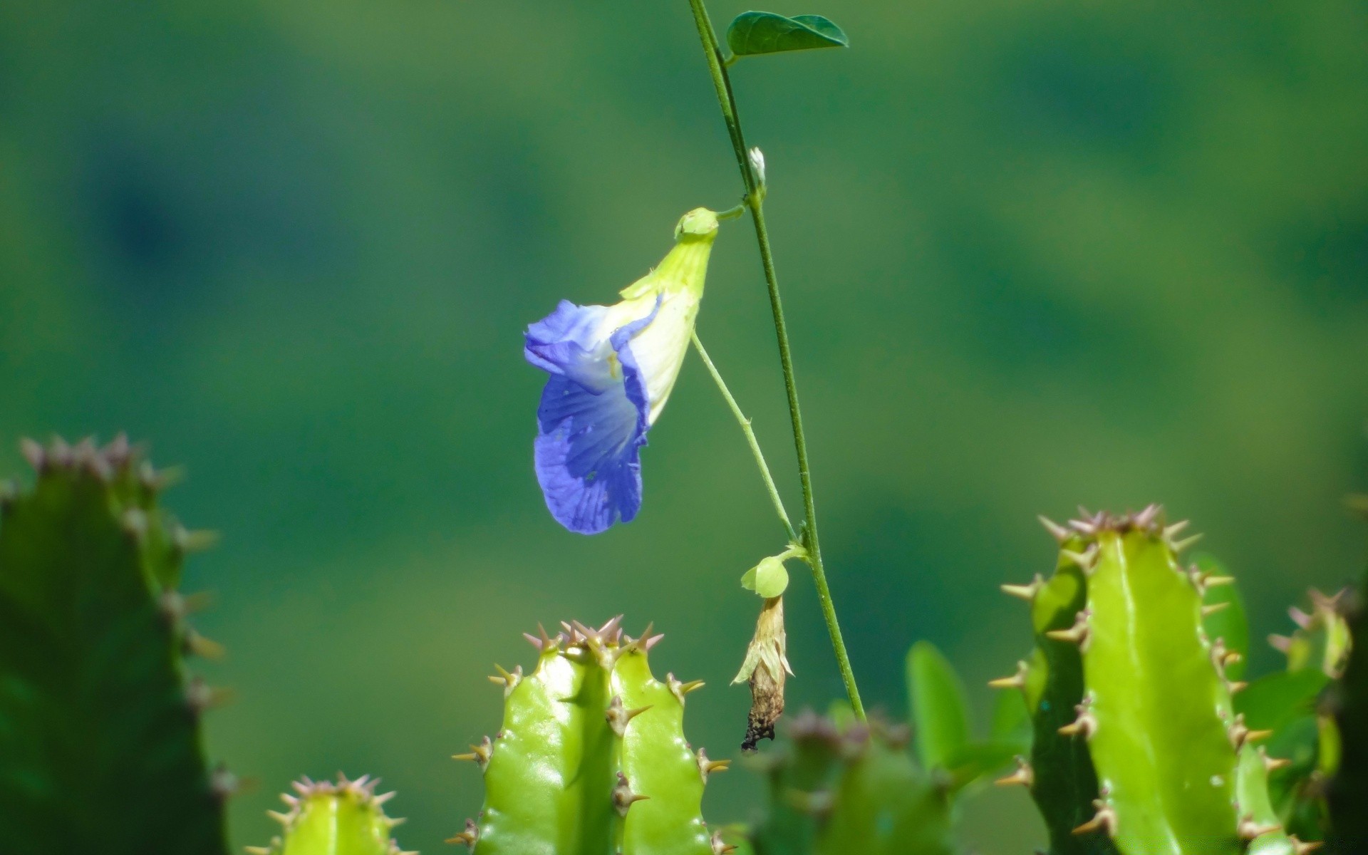 flowers nature leaf flora cactus flower growth summer garden spine outdoors close-up husk wild