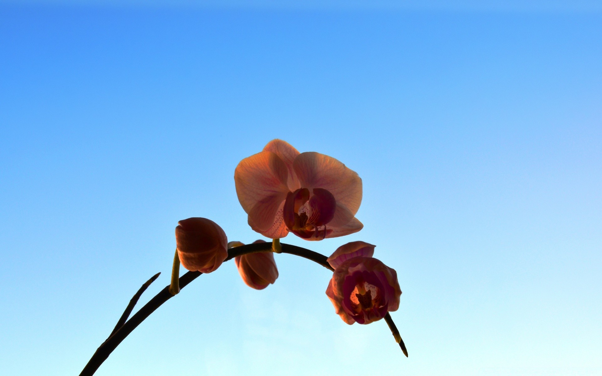 花 自然 花 户外 植物群 好天气 明亮 夏天 分支 叶 嫩