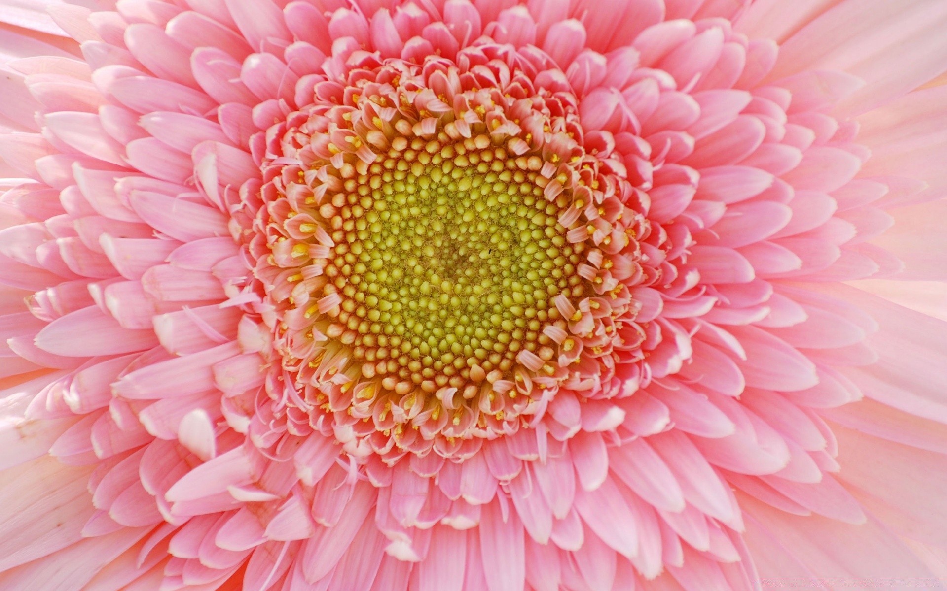 flowers flower flora nature floral color beautiful petal bright close-up blooming head desktop single summer gerbera