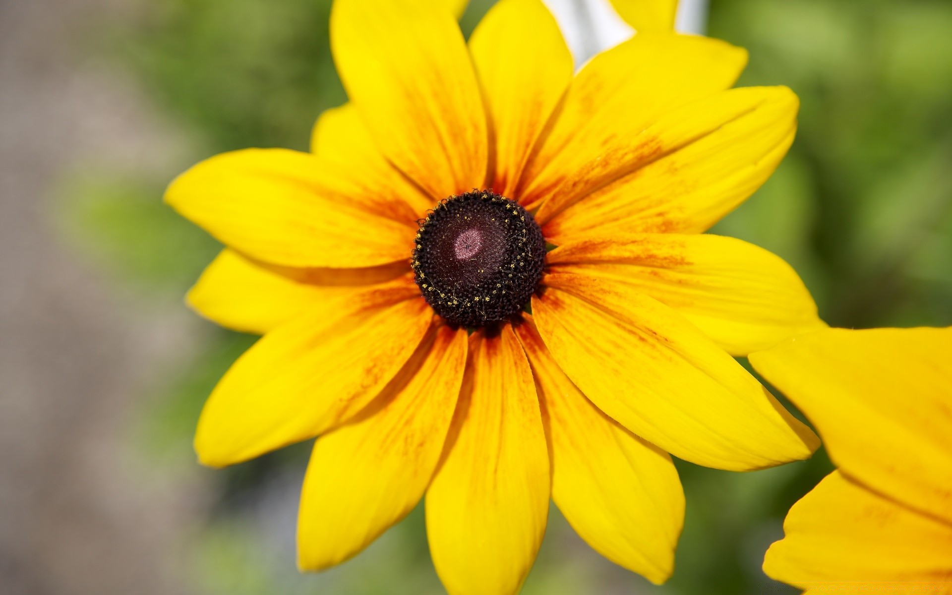 fleurs nature fleur été flore jardin feuille lumineux couleur pétale belle floral bluming gros plan à l extérieur croissance saison