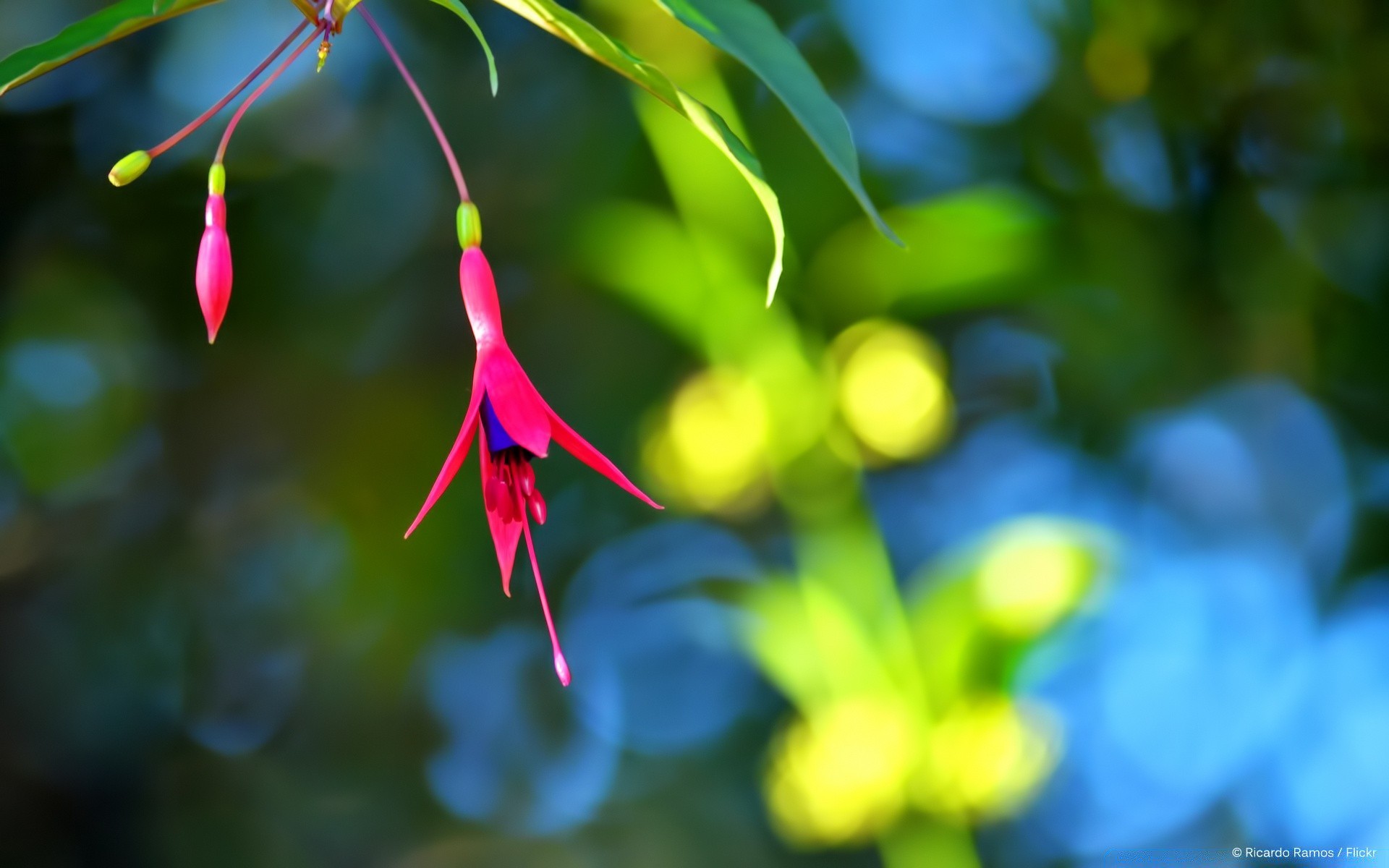 flowers nature leaf flora flower garden summer tree outdoors color growth bright season branch park beautiful close-up