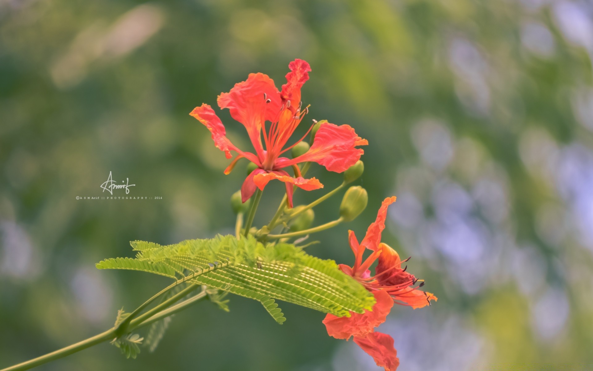 flowers nature flower flora leaf outdoors summer garden growth bright petal floral blooming color wild season tropical