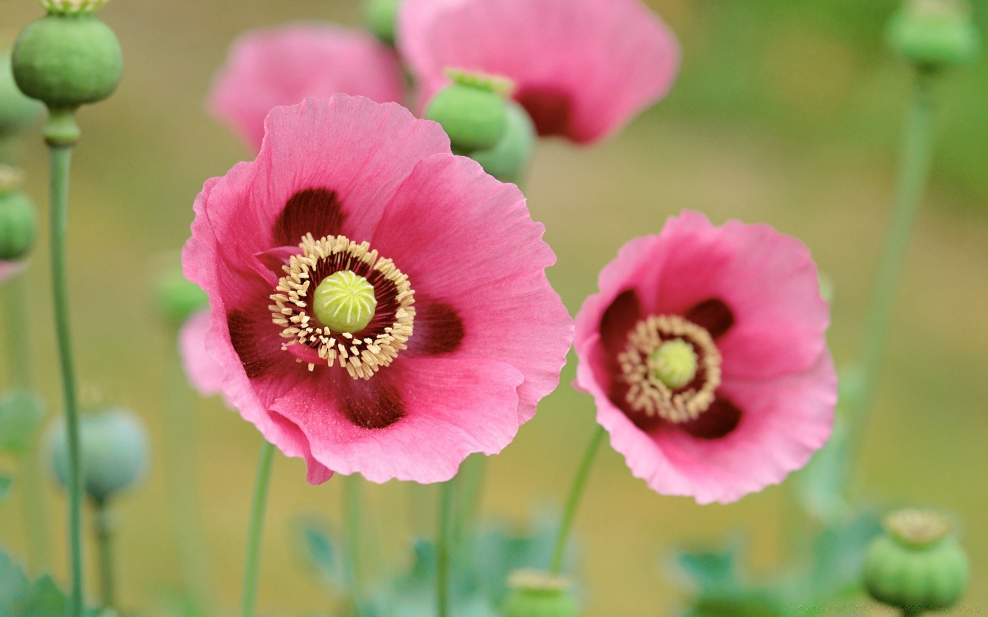 flores flor natureza flora verão floral brilhante folha blooming jardim close-up pétala cor crescimento ao ar livre casca pólen selvagem bela poppy