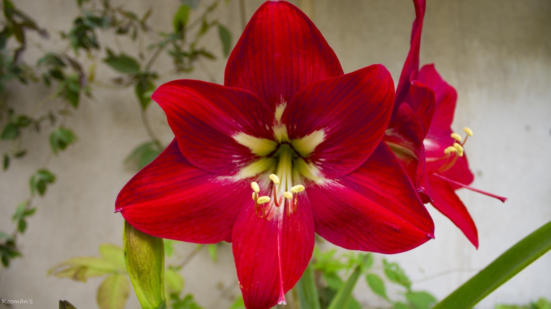 fiori fiore natura flora foglia giardino estate luminoso colore crescita giglio petalo primo piano