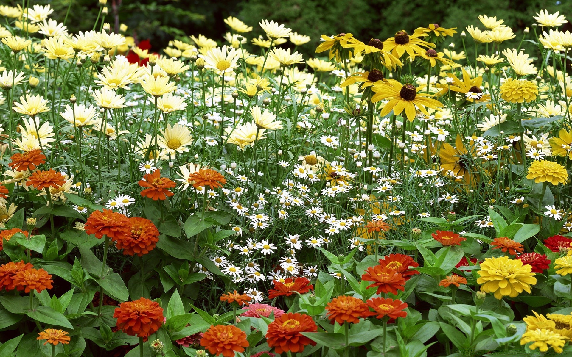 flowers flower flora nature garden floral summer leaf blooming petal season color bouquet bright field hayfield marigold botanical growth vibrant