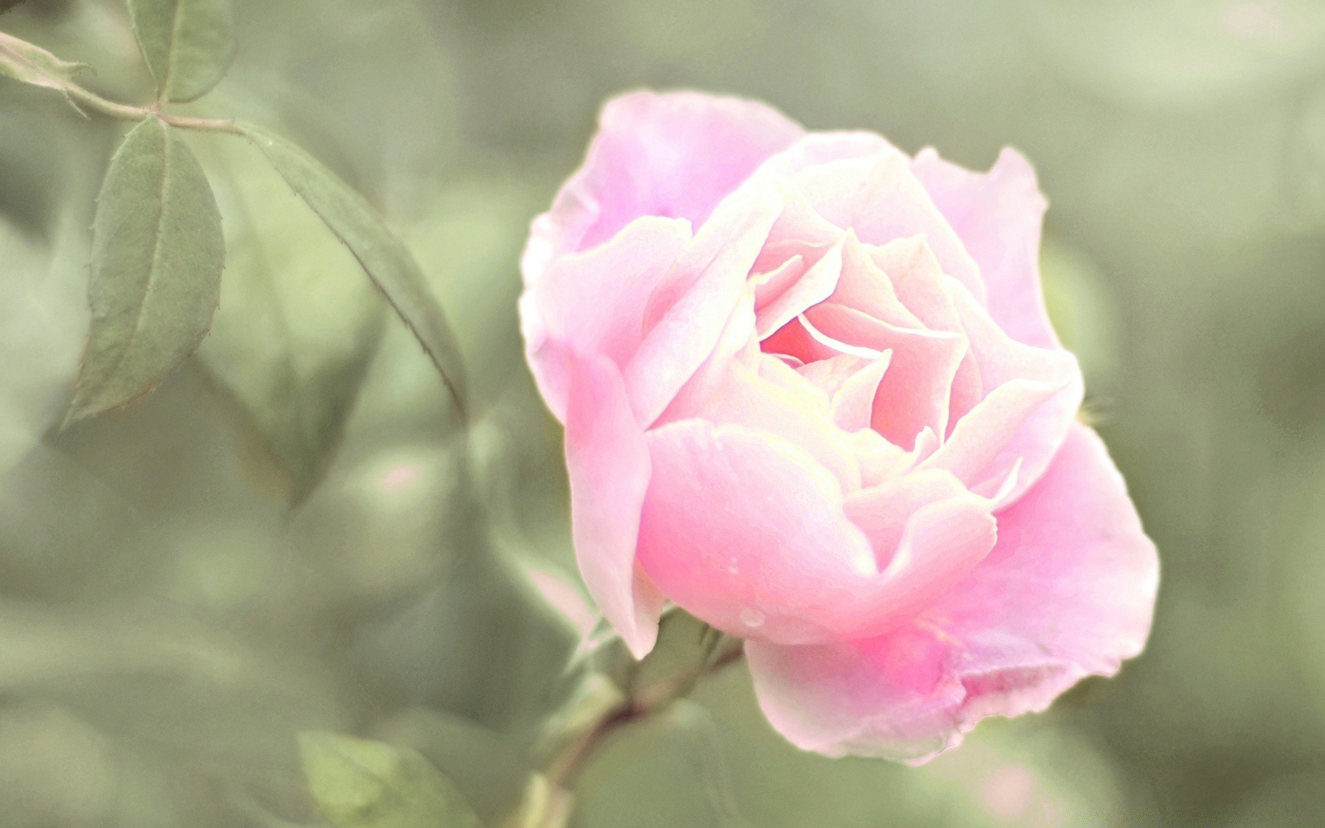 fiori fiore rosa natura flora foglia floreale colore giardino bella fiore petalo estate amore romanticismo matrimonio romantico