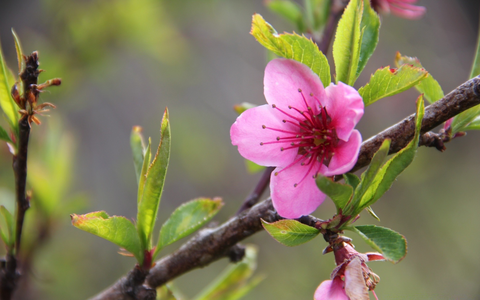 kwiaty natura kwiat oddział drzewo ogród flora na zewnątrz owad kolego liść zbliżenie pszczoła bluming wzrost jabłko płatek pyłek wiśnia lato