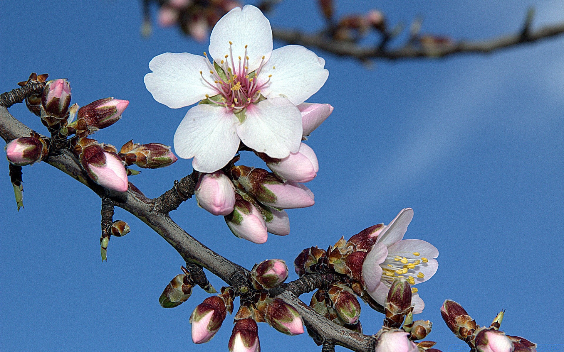 blumen blume kirsche apfel zweig baum kumpel pflaume aprikose natur mandel wachstum flora im freien blühen biene sanft blütenblatt garten hain