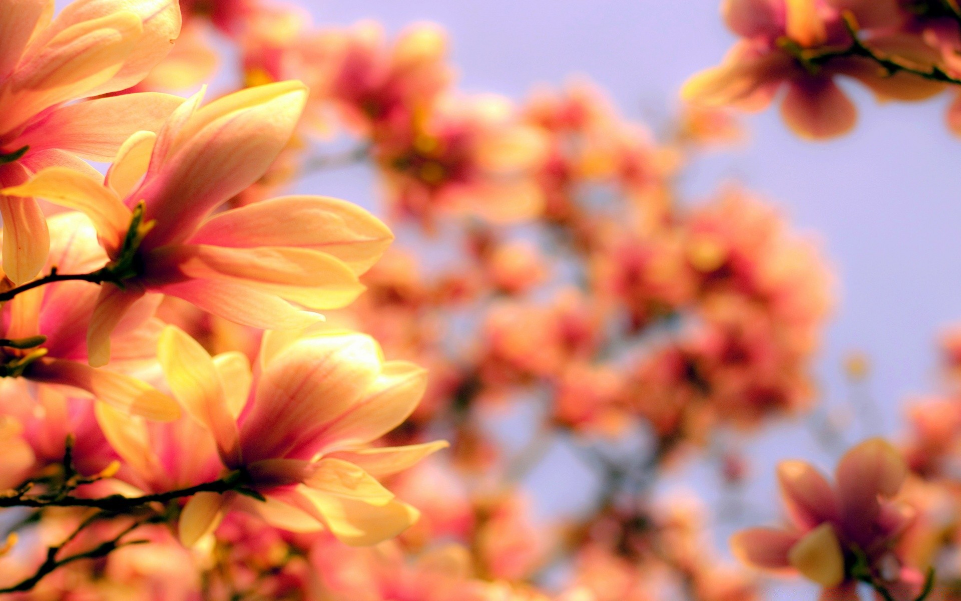 fiori natura fiore foglia flora giardino estate colore luminoso stagione bella primo piano fiore petalo floreale bel tempo sole crescita