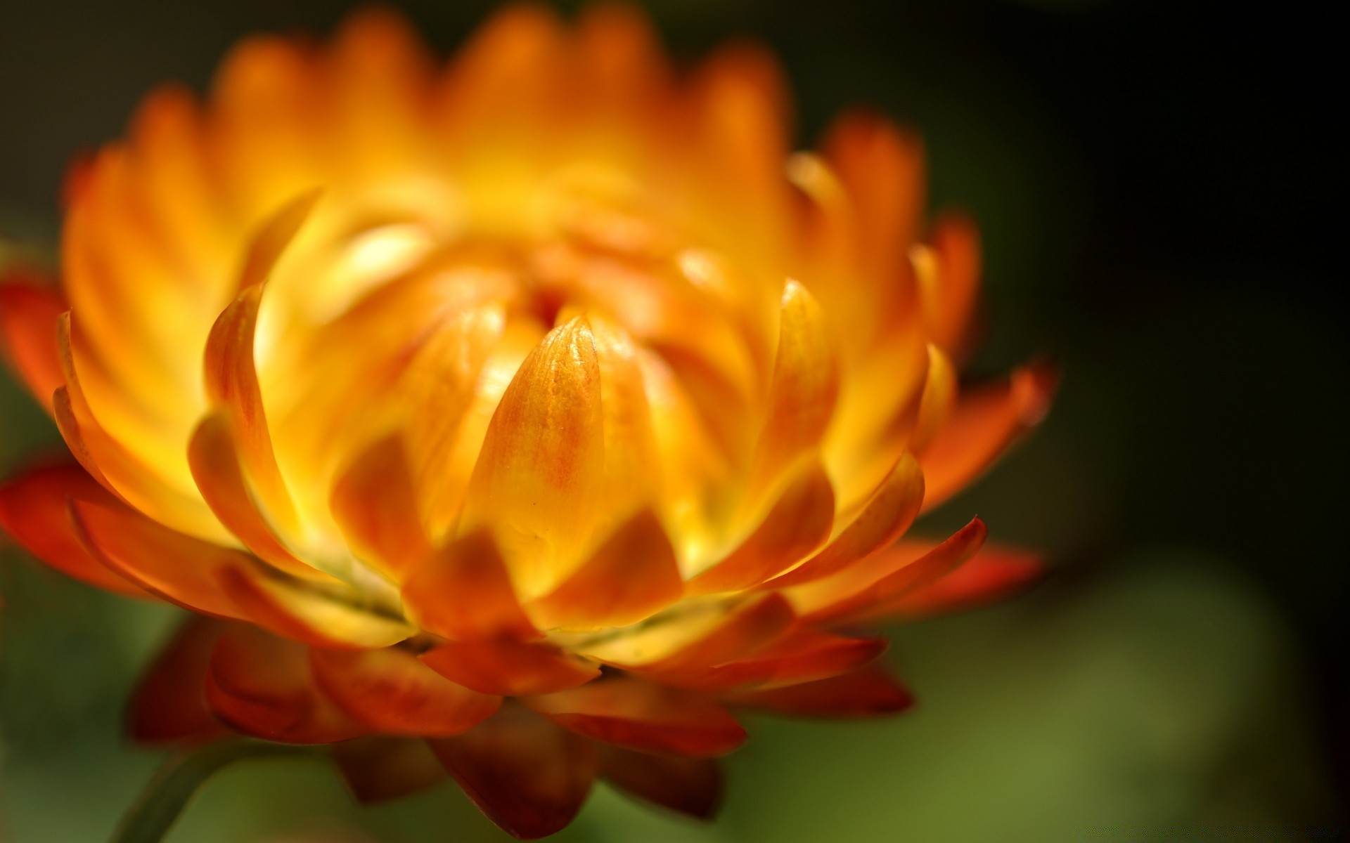 fiori natura fiore estate foglia flora colore all aperto sfocatura luminoso autunno