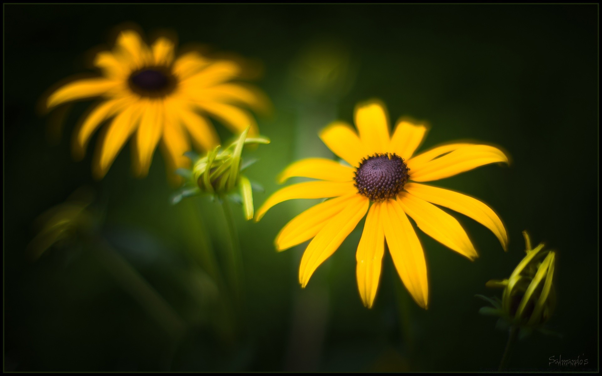 fleurs nature fleur jardin été flore pétale lumineux feuille couleur croissance bluming belle à l extérieur champ