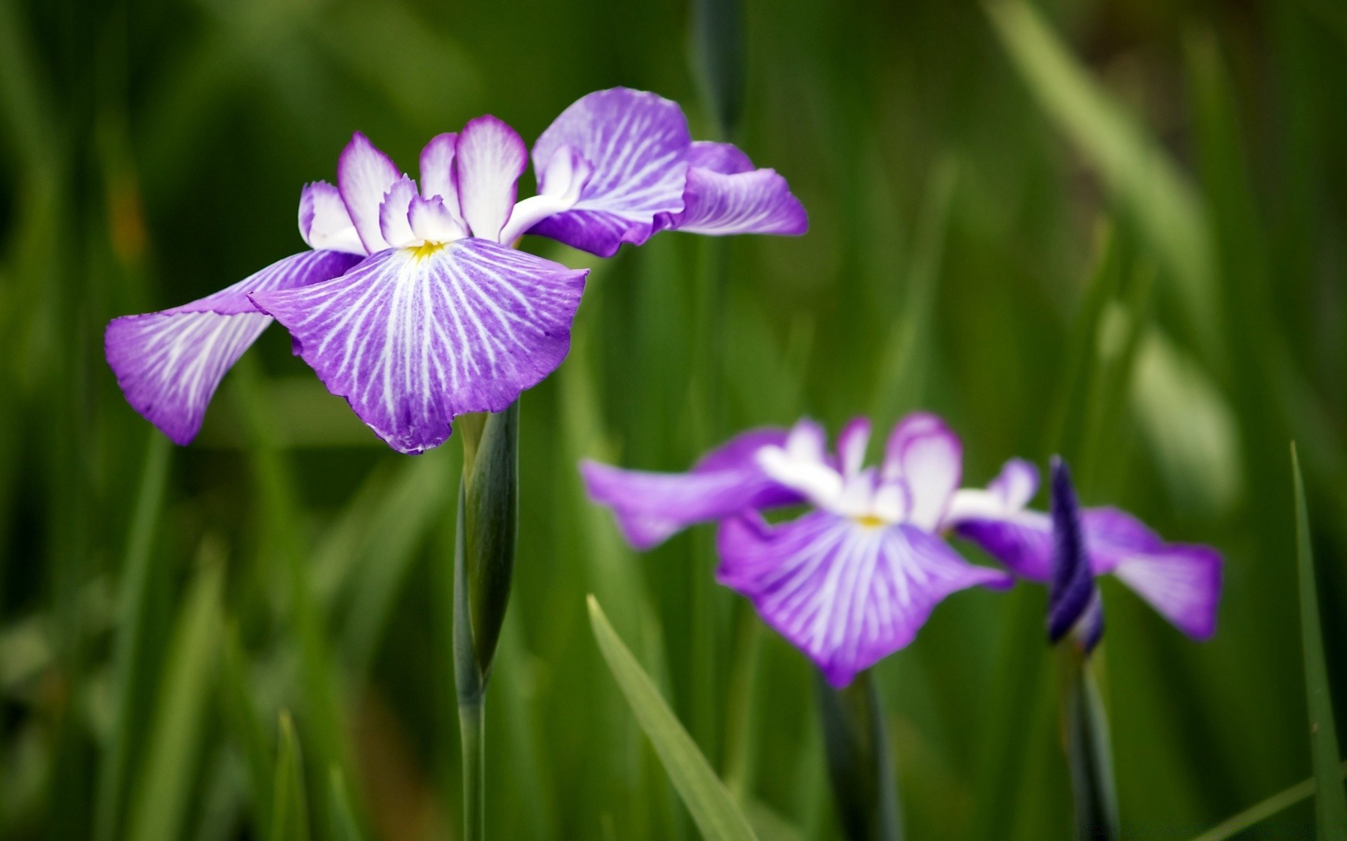 çiçekler flora doğa çiçek bahçe yaprak yaz çiçek çimen çiçeklenme büyüme taçyaprağı parlak renk alan yakın çekim güzel açık havada saman otu kabuk