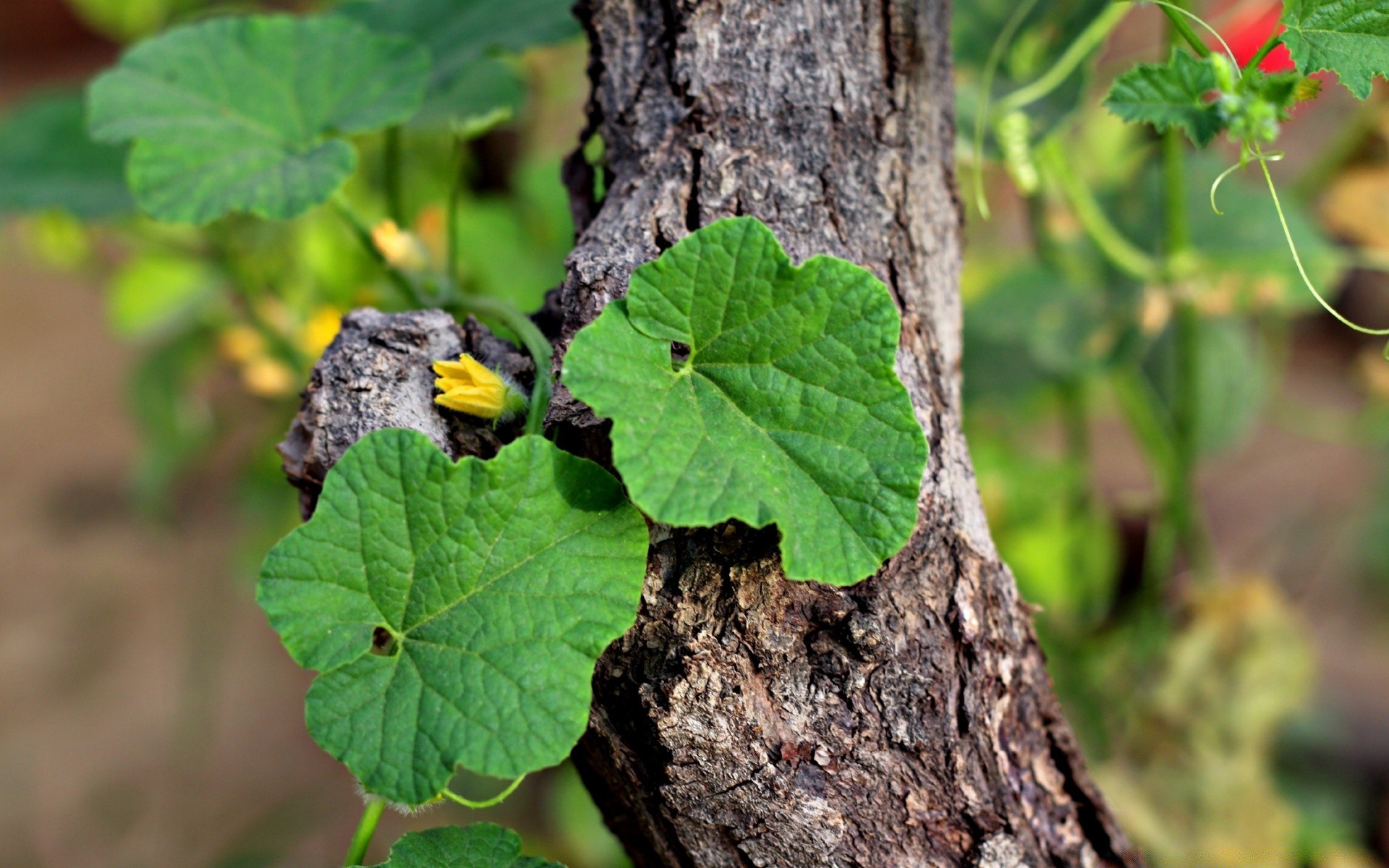 flowers nature leaf flora summer outdoors growth food garden wood environment close-up tree agriculture flower