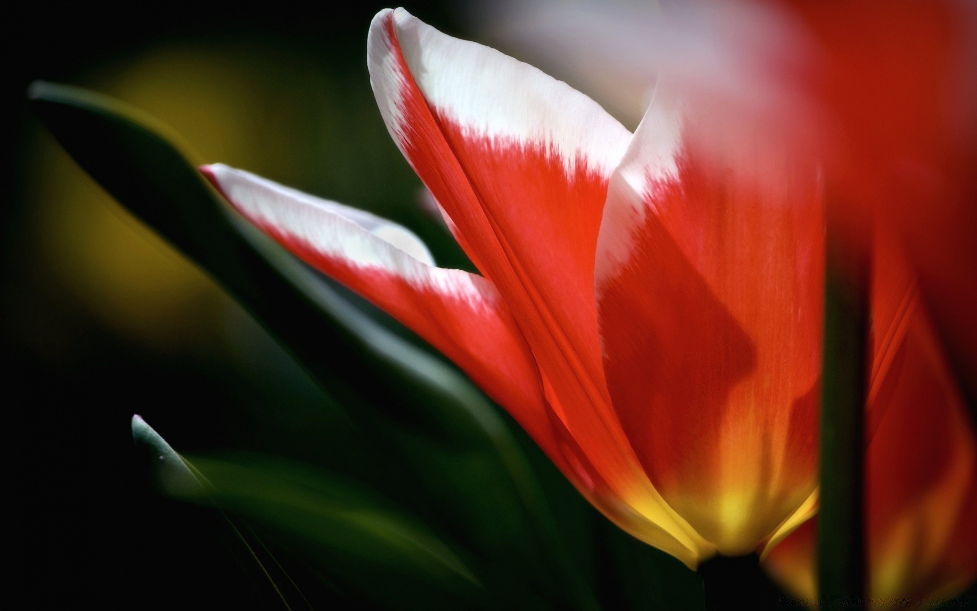 kwiaty kwiat tulipan natura flora liść ogród kolor lato flores jasny płatek