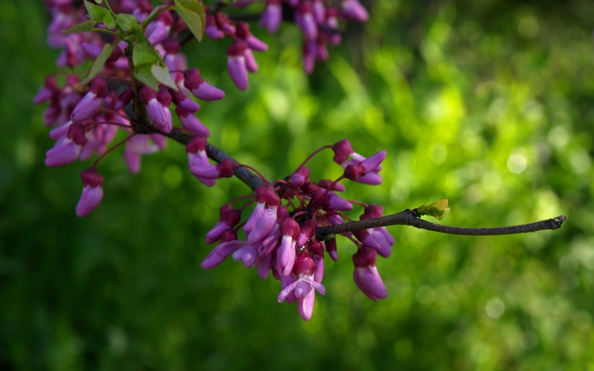 kwiaty natura kwiat flora liść ogród na zewnątrz lato płatek bluming jasny