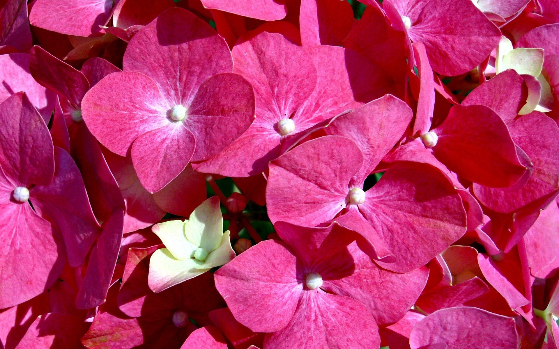 fiori natura flora fiore colore luminoso giardino floreale estate fiore foglia close-up bella petalo botanico desktop