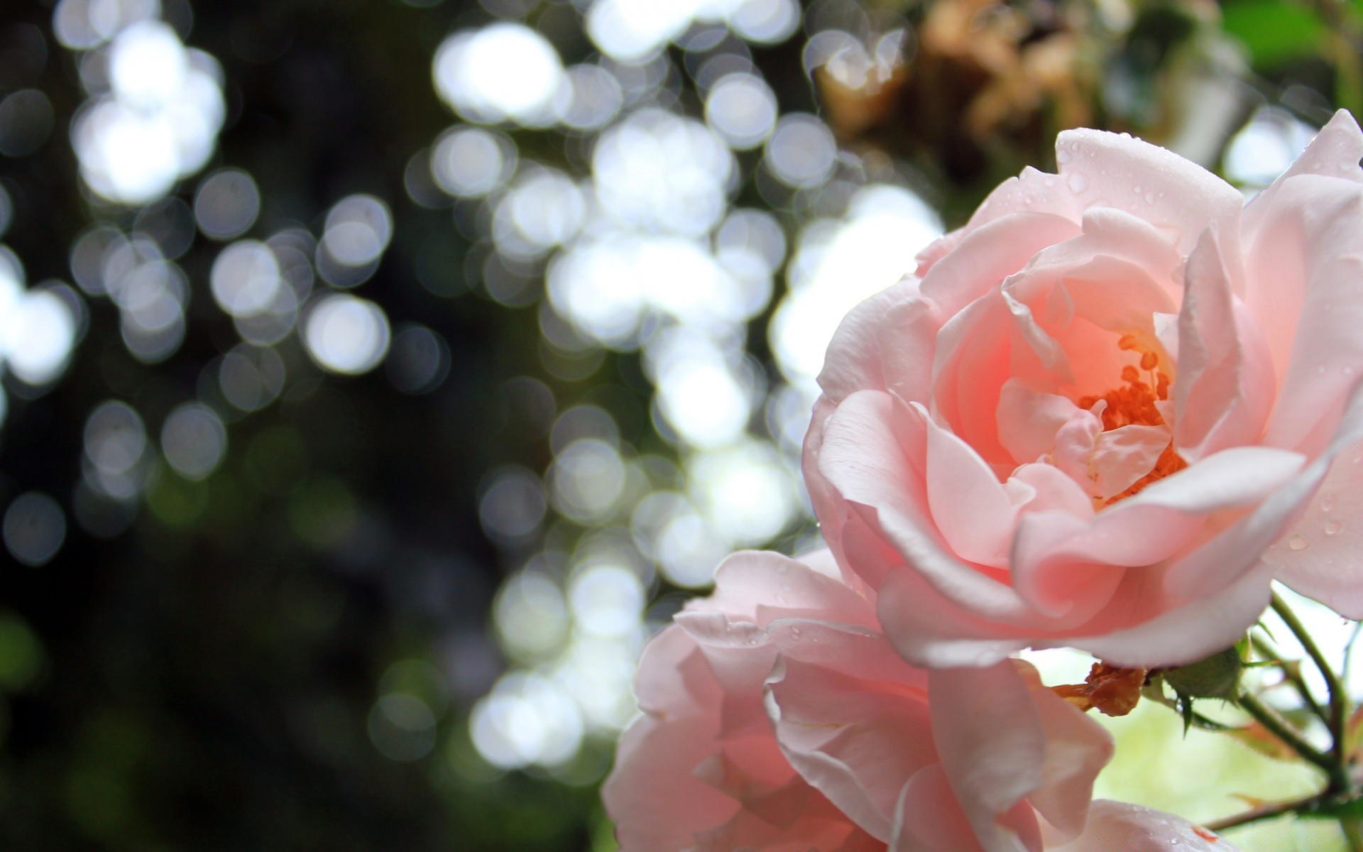 çiçekler çiçek doğa flora yaprak gül bahçe renk güzel yaz ağaç yakın çekim çiçek açan petal parlak