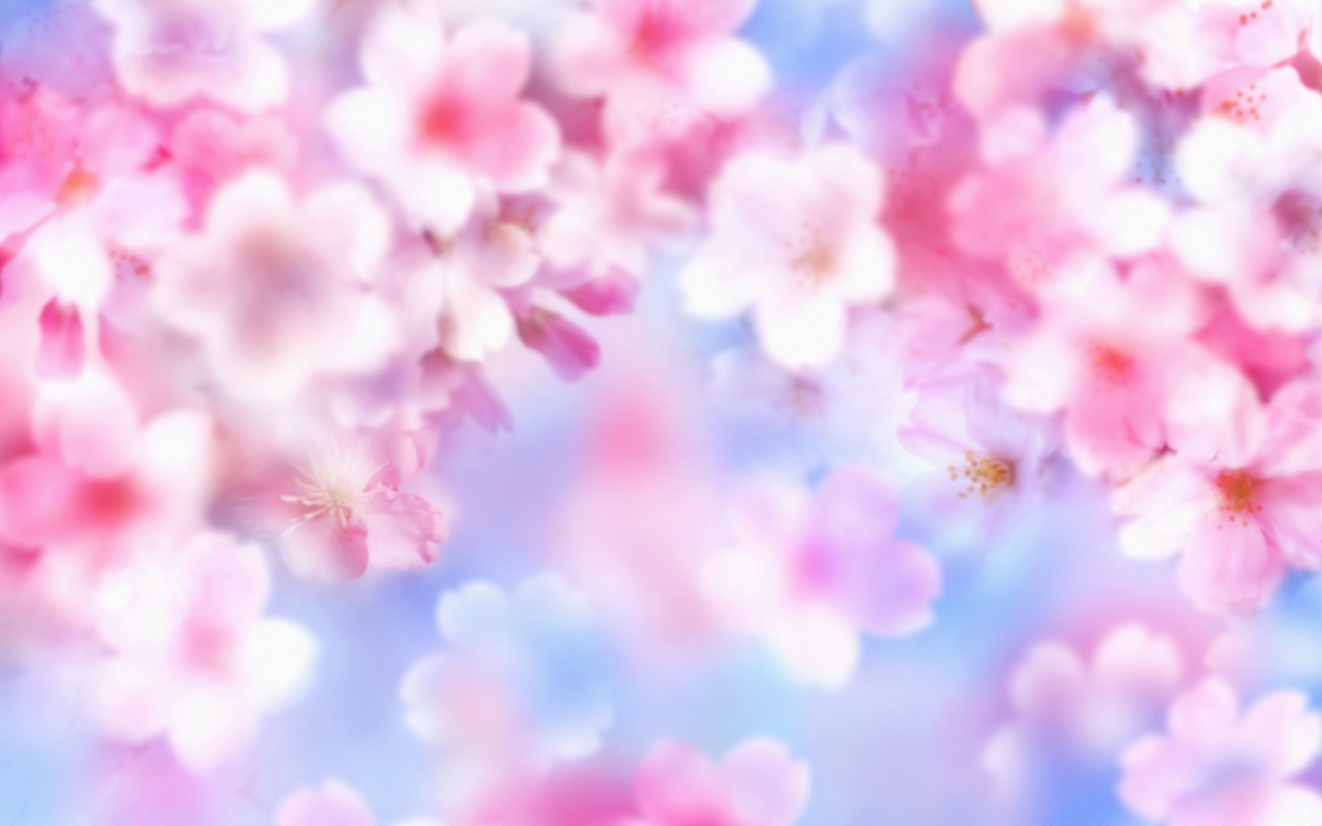 flowers bright flower blur nature color romance romantic dof decoration focus flora petal