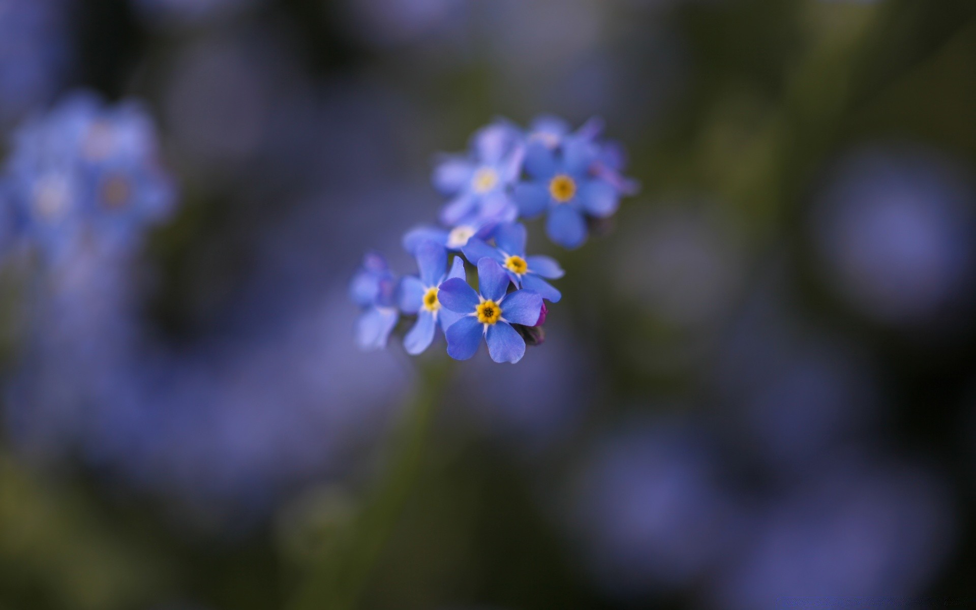 flores flor borrão natureza flora folha jardim ao ar livre pétala crescimento cor verão dof close-up delicado