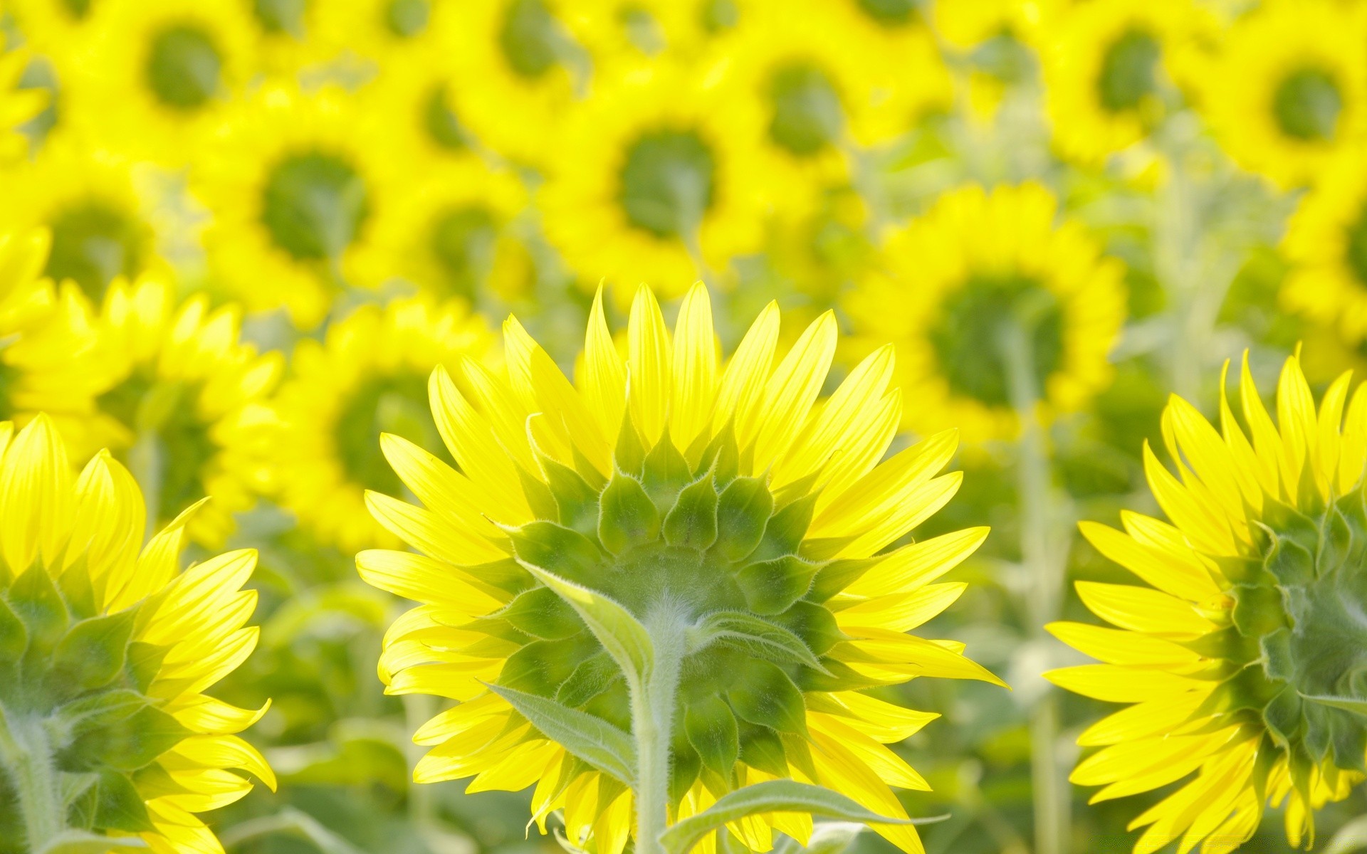 fleurs nature été flore fleur croissance tournesol lumineux champ feuille beau temps soleil floral ensoleillé pétale foin jardin couleur bluming à l extérieur