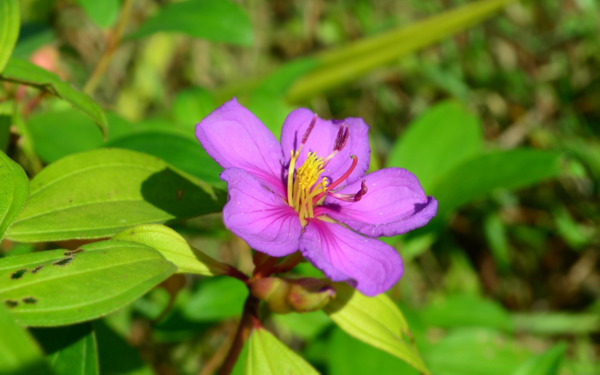 flowers nature leaf garden flora flower summer close-up outdoors park bright blooming petal floral color beautiful