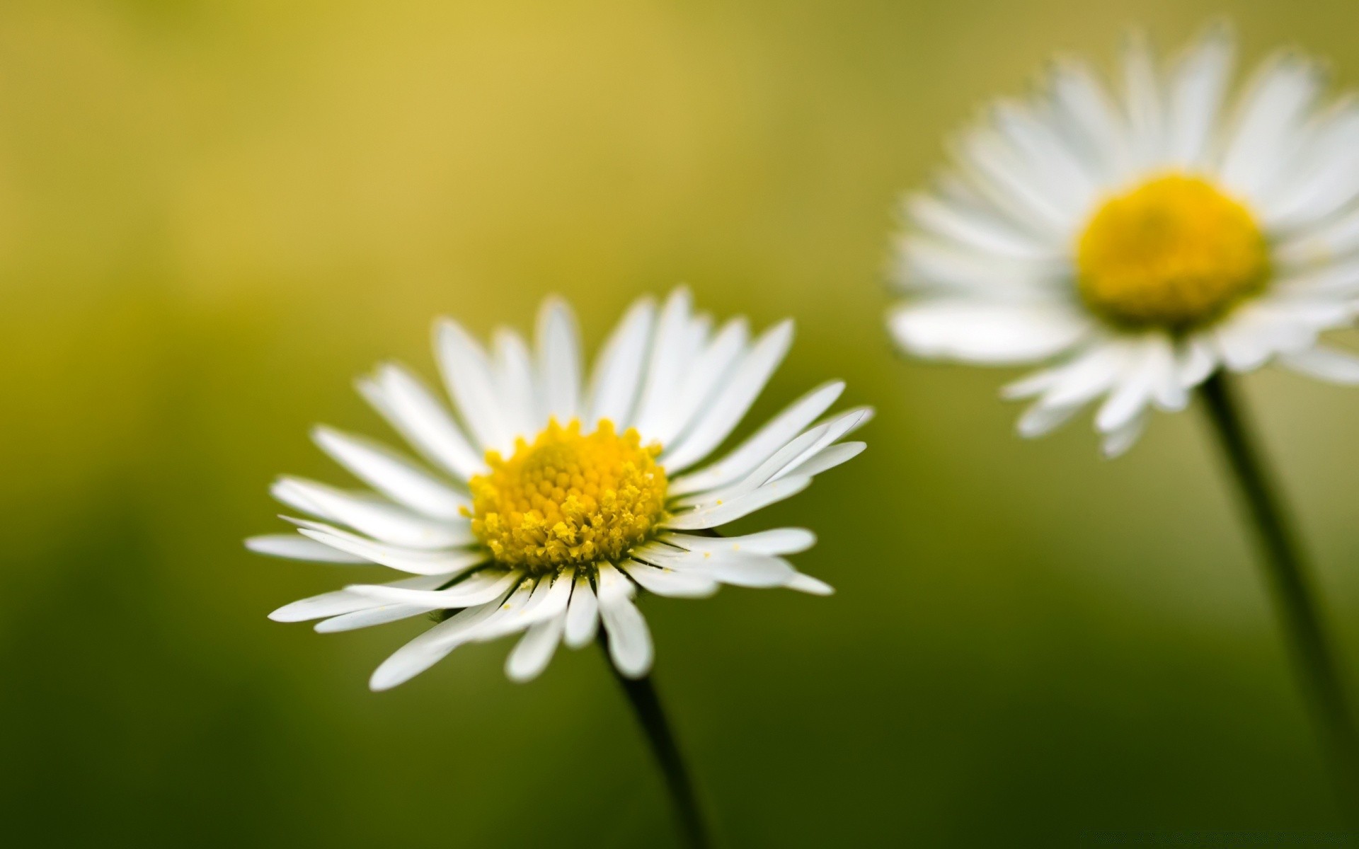 flowers nature flora flower summer chamomile growth bright leaf garden wild hayfield close-up grass color field floral