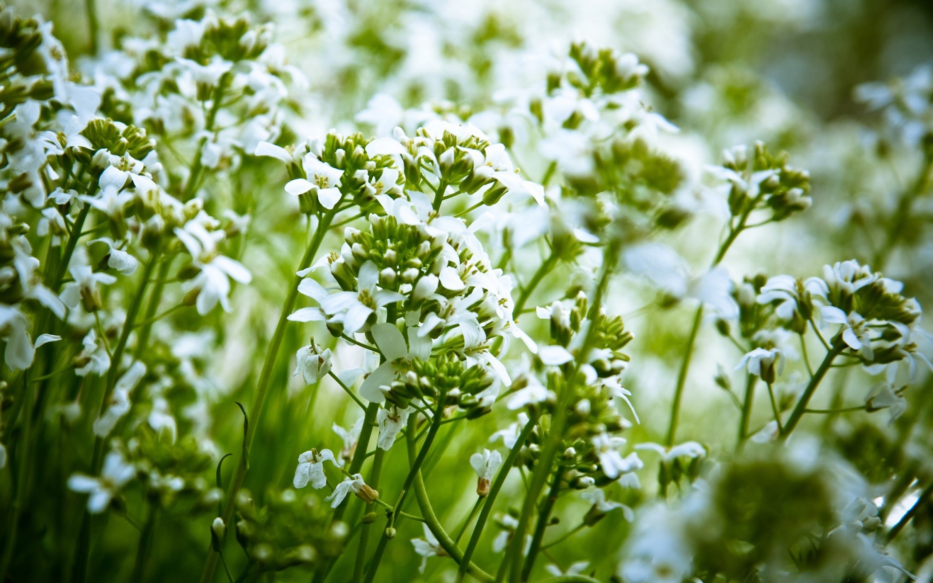 flowers nature flora leaf flower summer grass field rural season hayfield growth bright fair weather herb garden