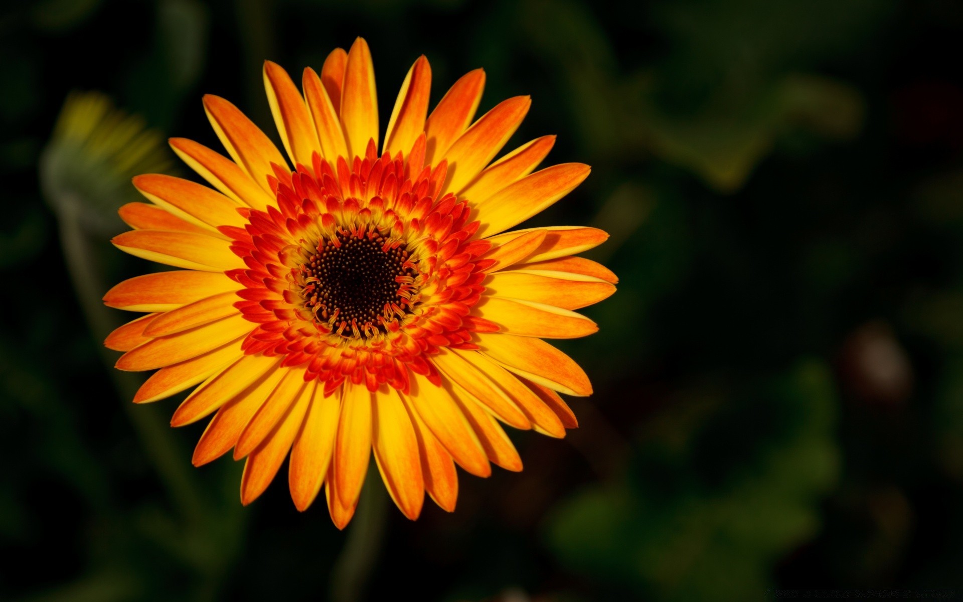 çiçekler doğa çiçek flora yaz bahçe petal parlak renk yaprak çiçek çiçek açan