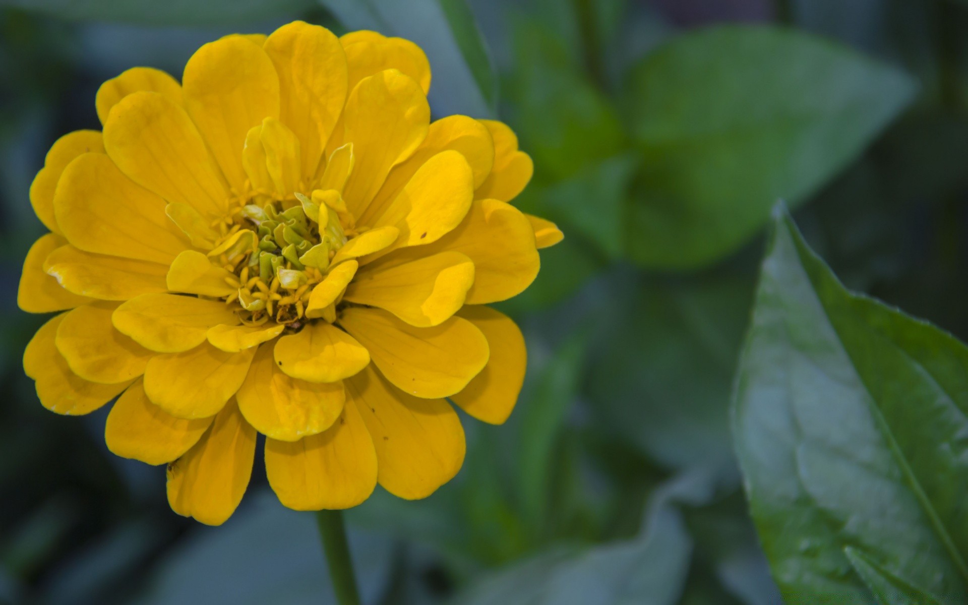 blumen natur blume flora garten sommer blatt blühen blütenblatt blumen hell farbe saison im freien schließen pollen wachstum botanisch schön