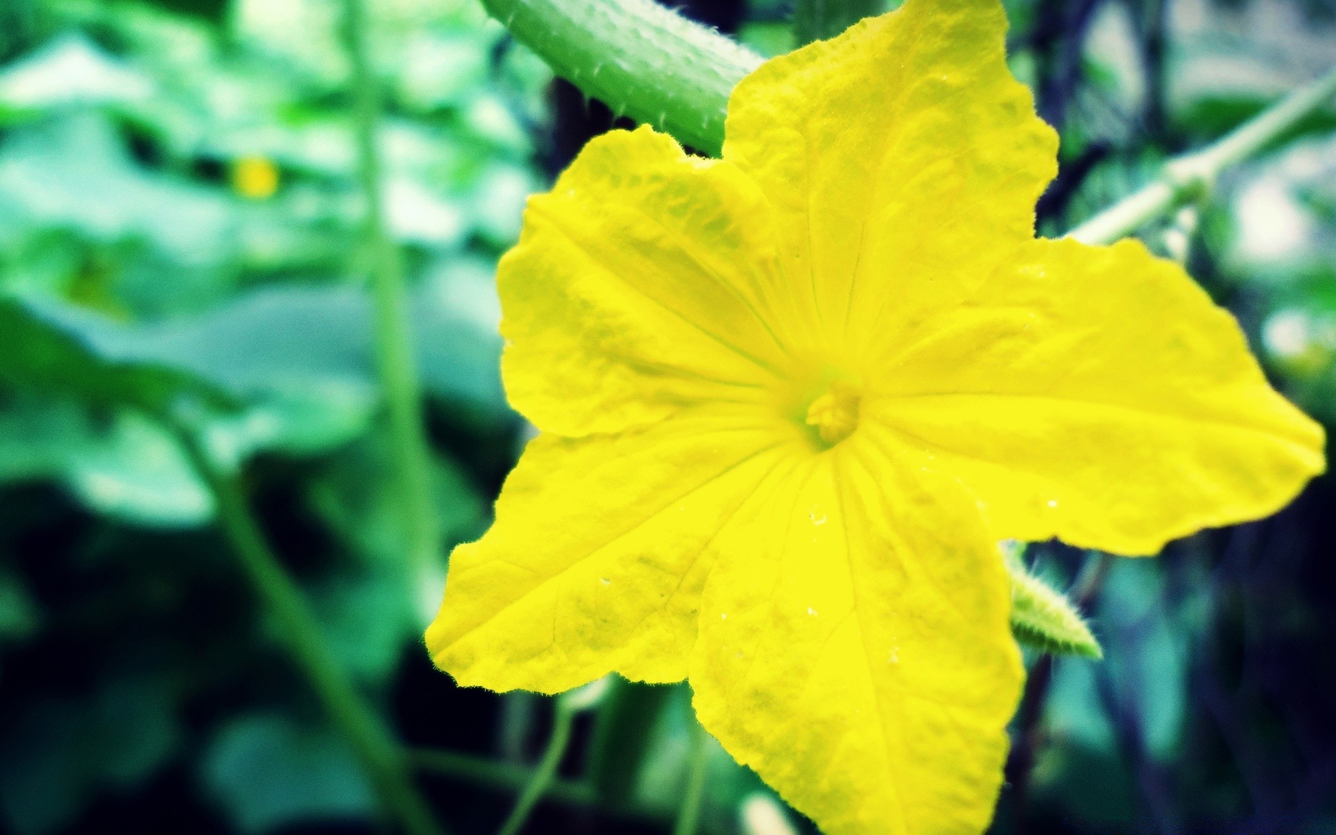 flowers nature flora leaf summer growth flower garden outdoors close-up bright