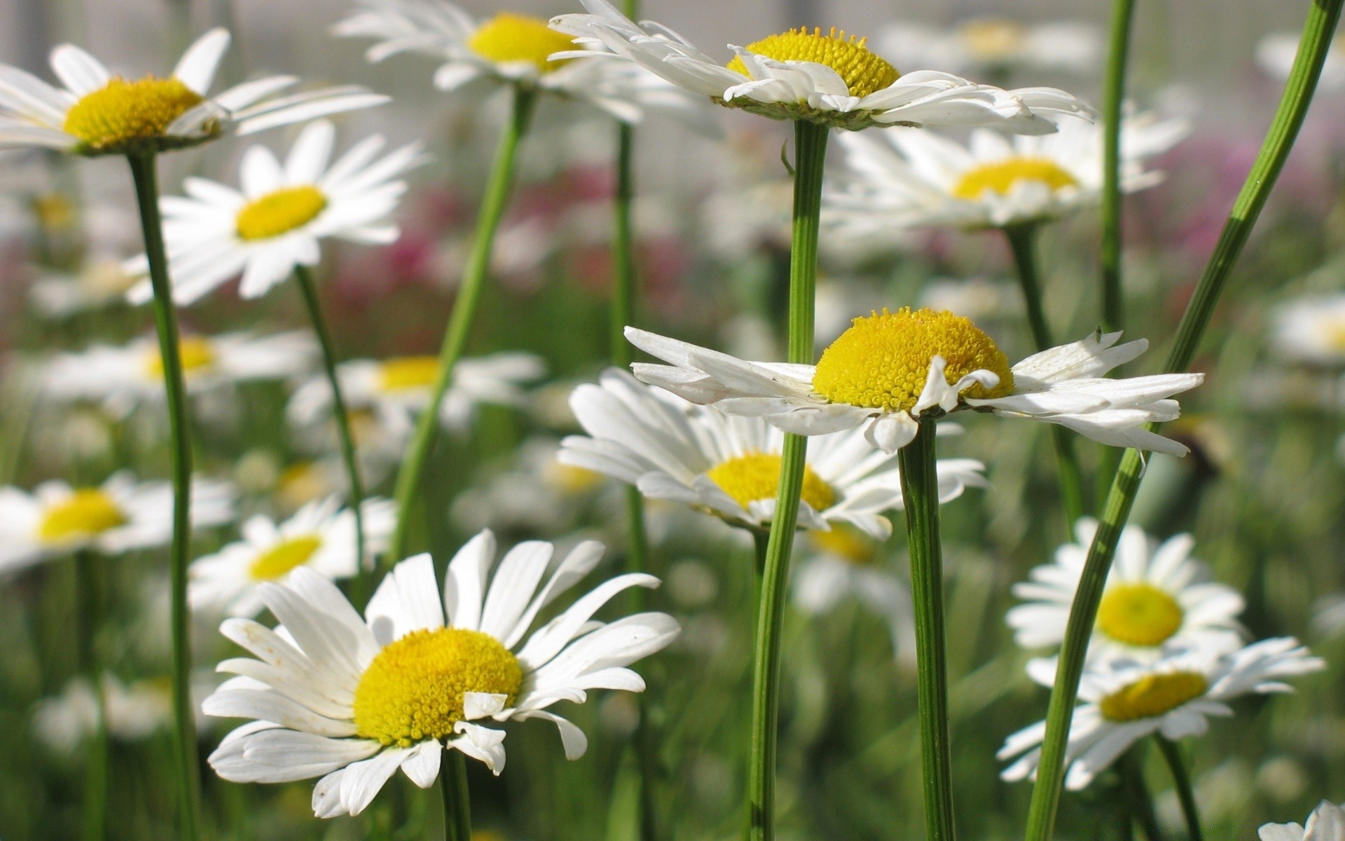 kwiaty natura stokrotki lato flora kwiat sianokosy jasne pole trawa ogród kwiatowy płatek wiejski dobra pogoda liść wzrost kolor bluming zbliżenie