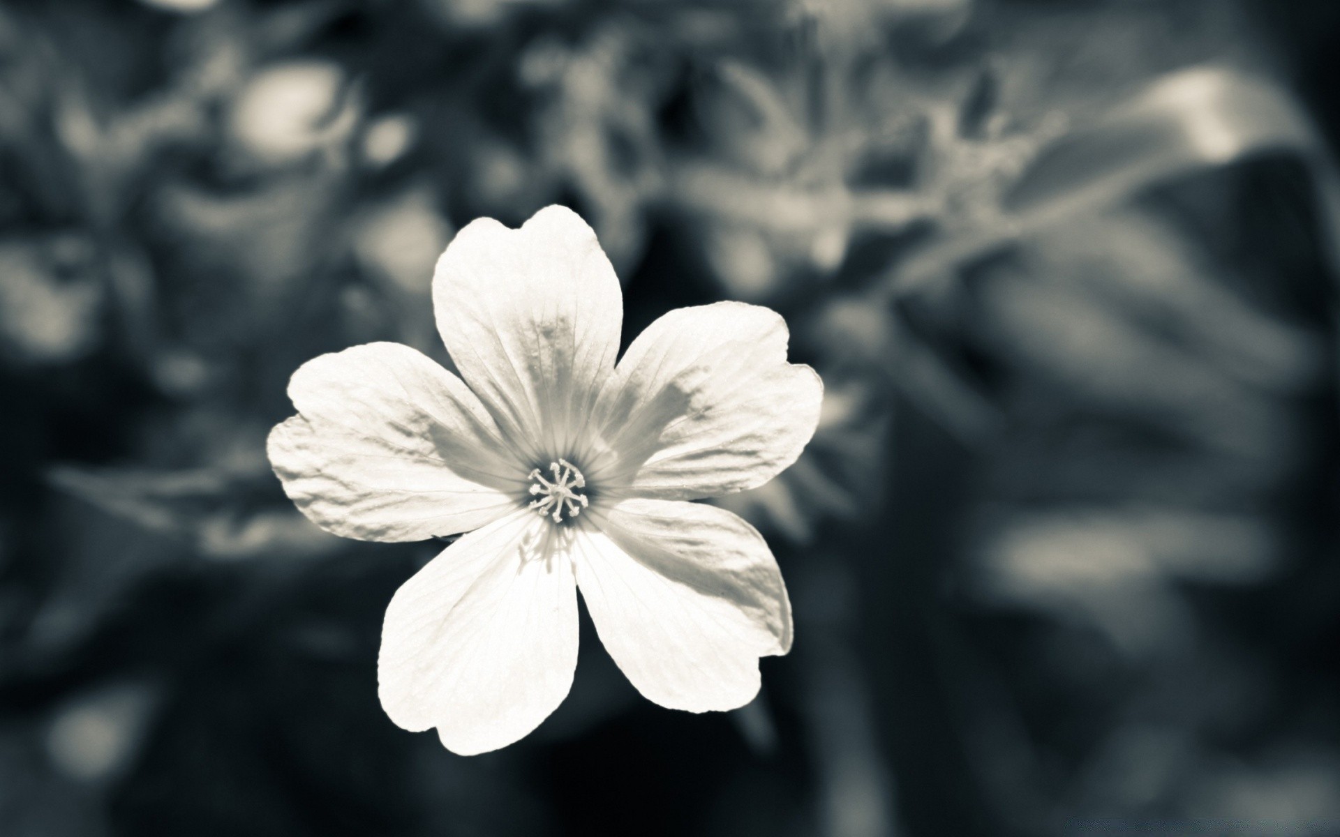 fleurs fleur nature flore jardin pétale bluming été feuille gros plan à l extérieur