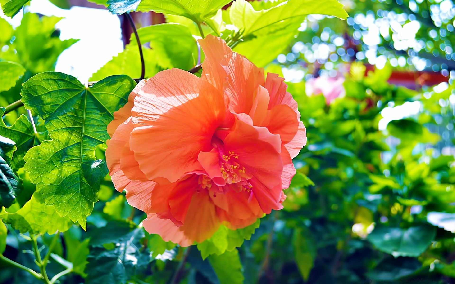 kwiaty natura liść flora lato ogród wzrost kwiat jasny na zewnątrz kolor zbliżenie