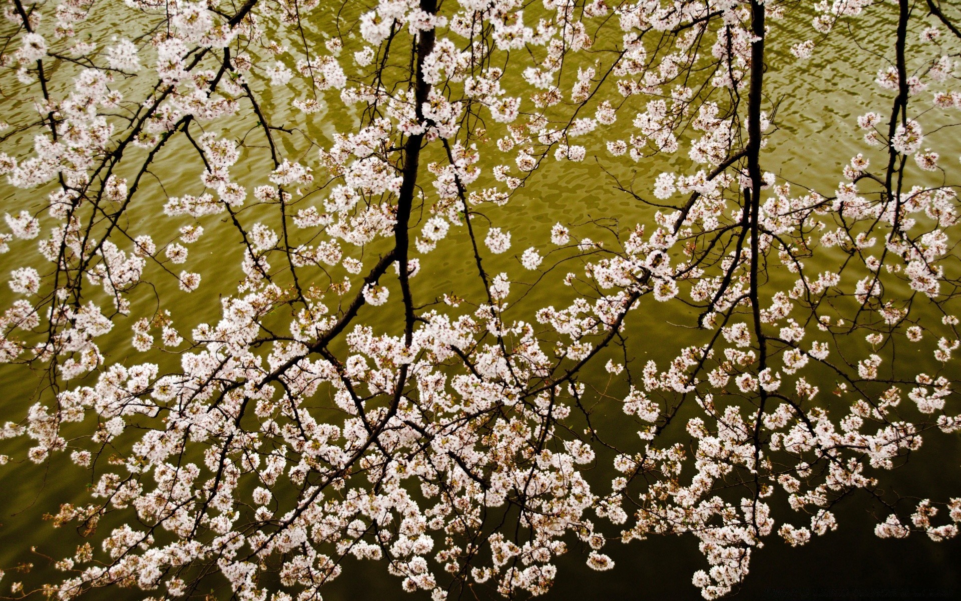 flowers cherry tree flower branch season flora apple nature growth leaf desktop plum springtime blooming floral petal garden bud freshness close-up