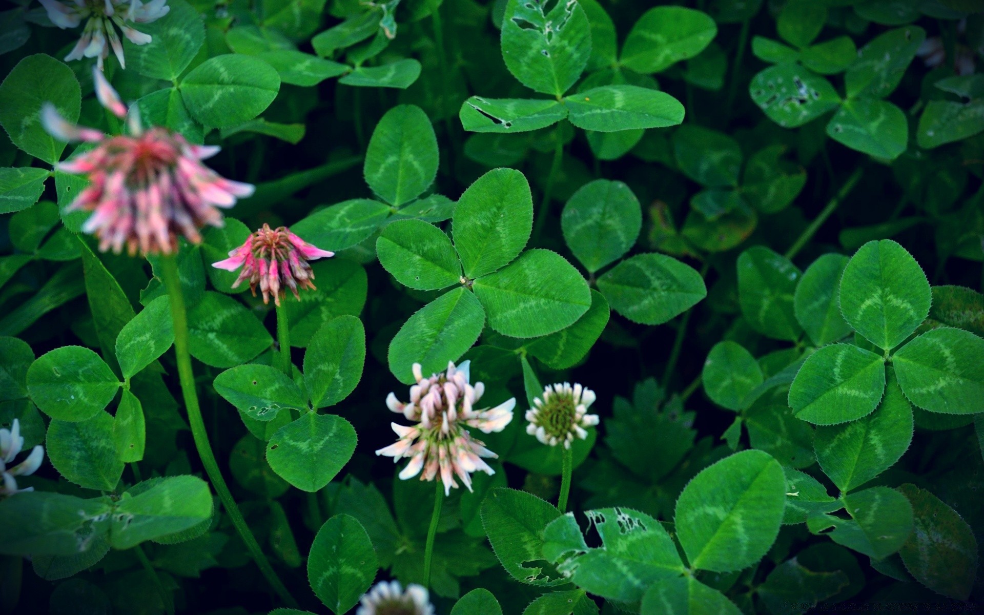 flowers clover leaf nature flora flower garden outdoors close-up summer grass environment growth