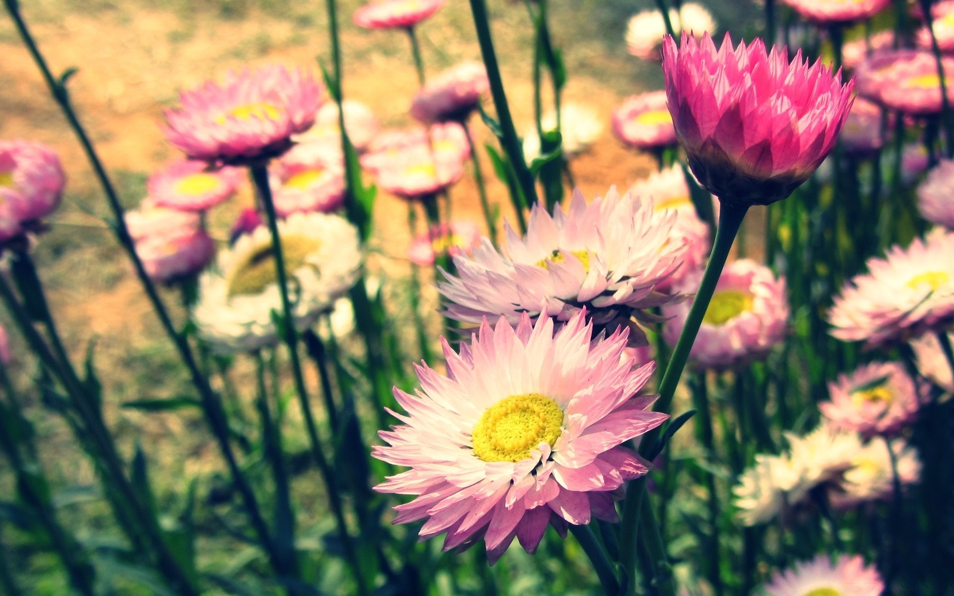 çiçekler çiçek flora doğa bahçe yaz çiçek açan çiçek yaprak parlak petal renk güzel alan yakın çekim sezon büyüme park açık havada botanik