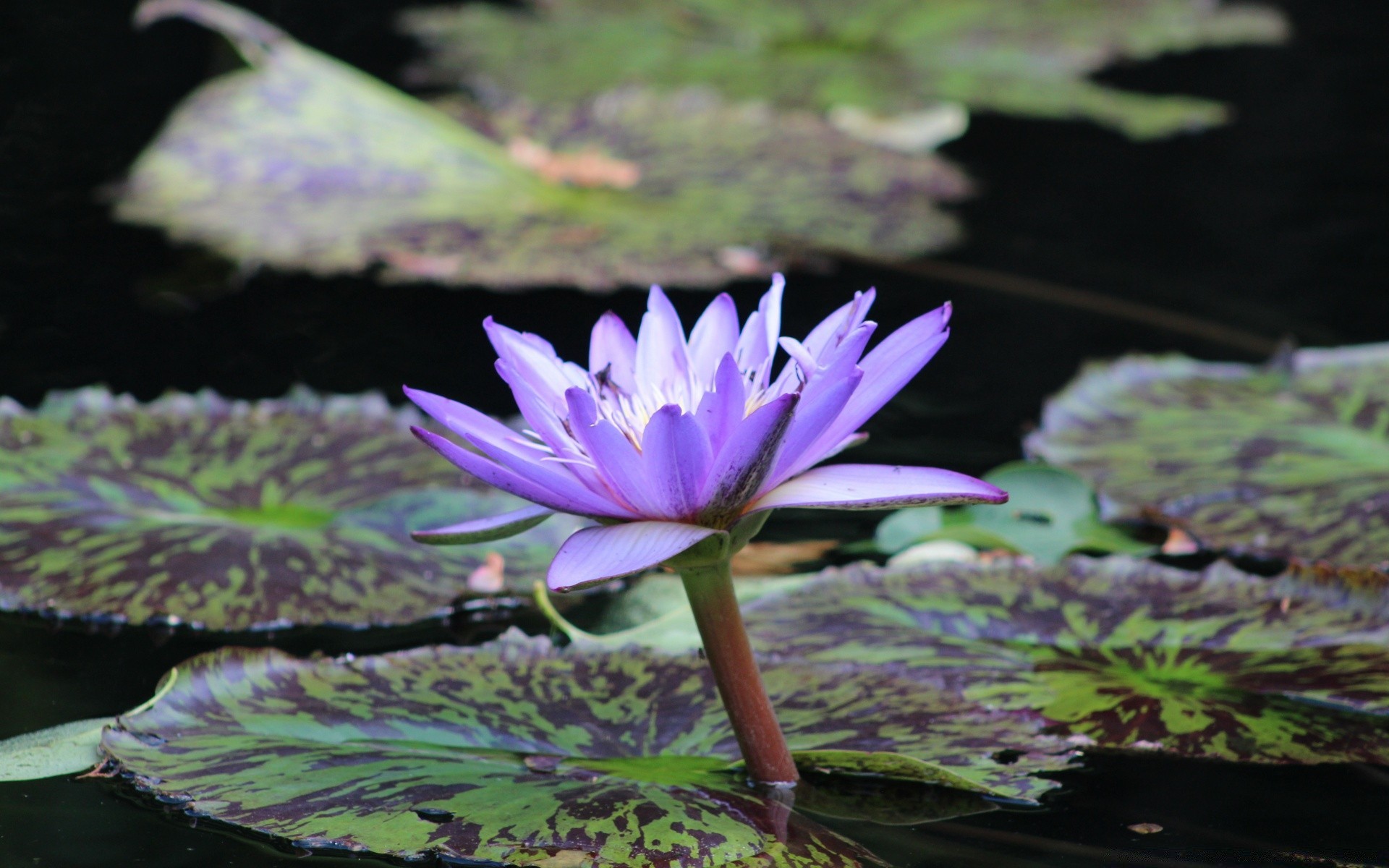 flowers pool lotus leaf lily flower aquatic nature flora waterlily blooming garden park exotic beautiful swimming tropical zen petal summer