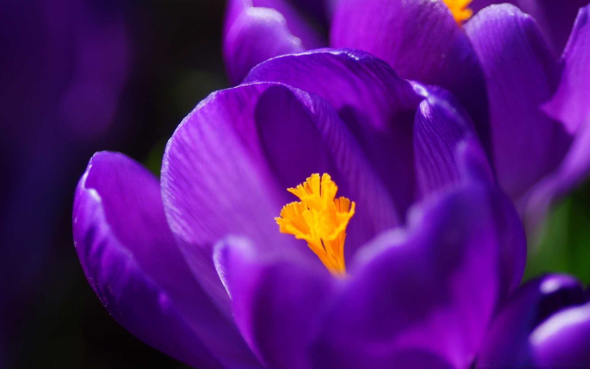 flowers flower nature flora garden color leaf petal bright summer crocus floral tulip easter growth blur blooming purple delicate