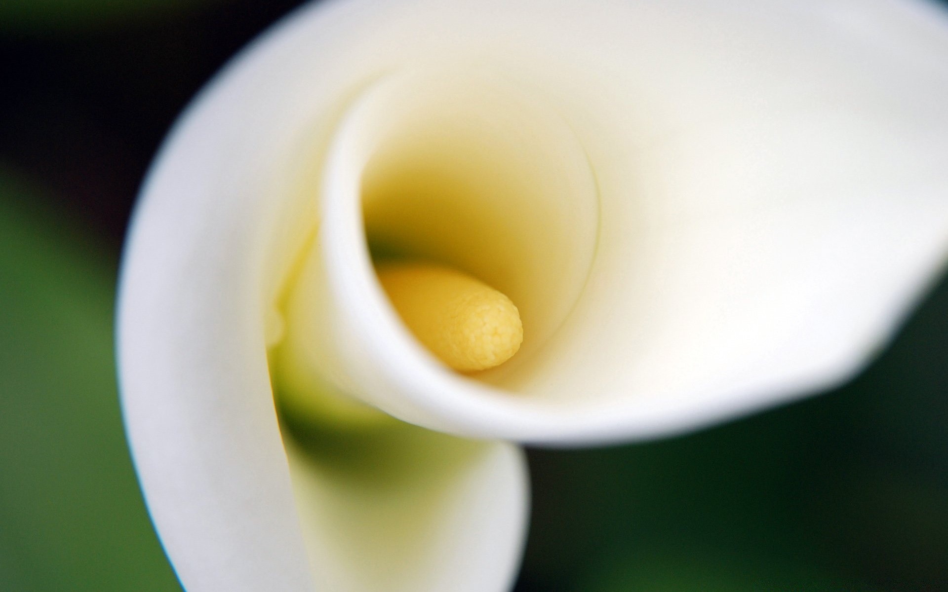 çiçekler çiçek renk doğa yaprak calla lily flora parlak bulanıklık narin masaüstü soyut güzel