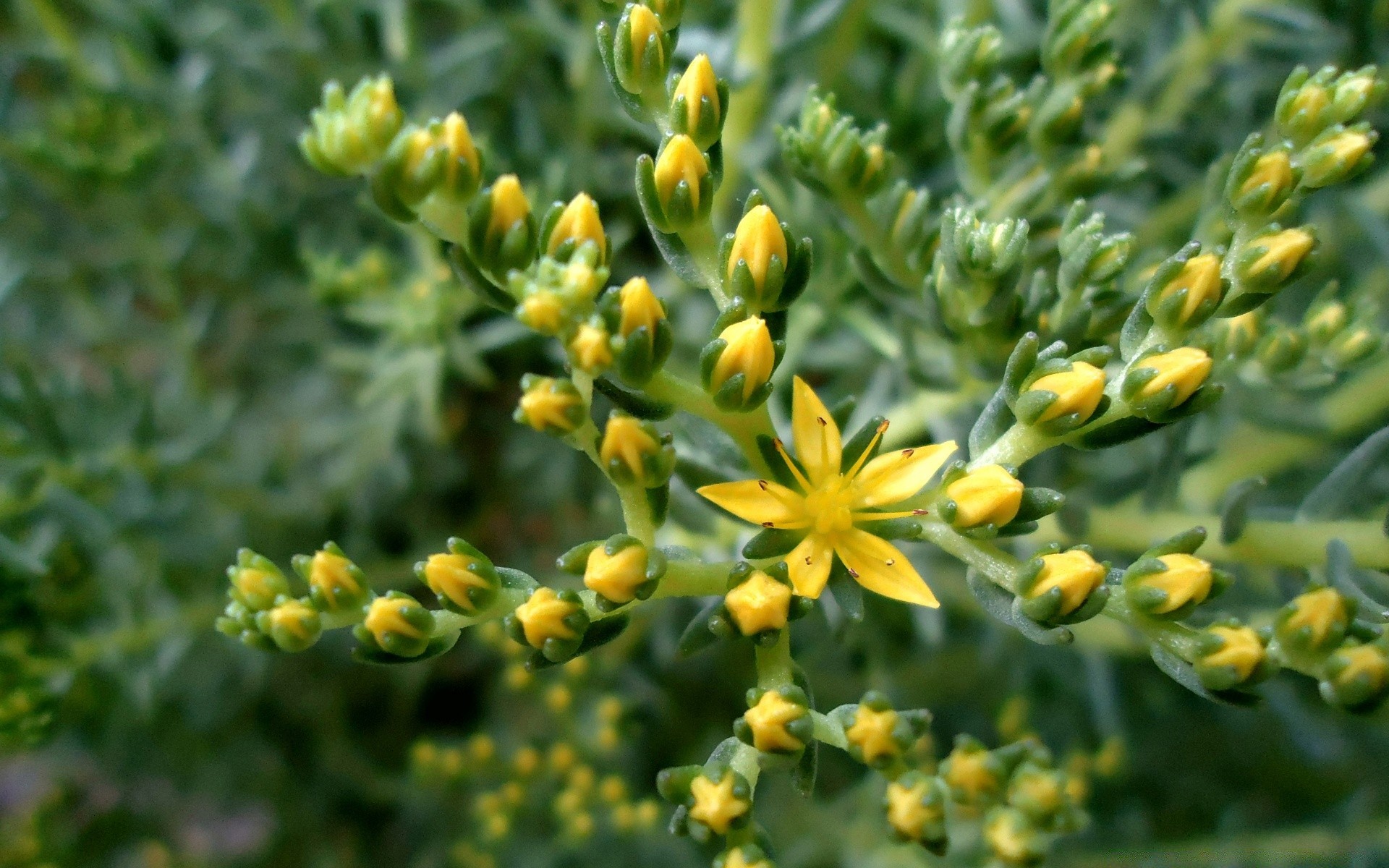 fleurs nature flore feuille fleur jardin croissance été à l extérieur gros plan floral agriculture alimentaire champ