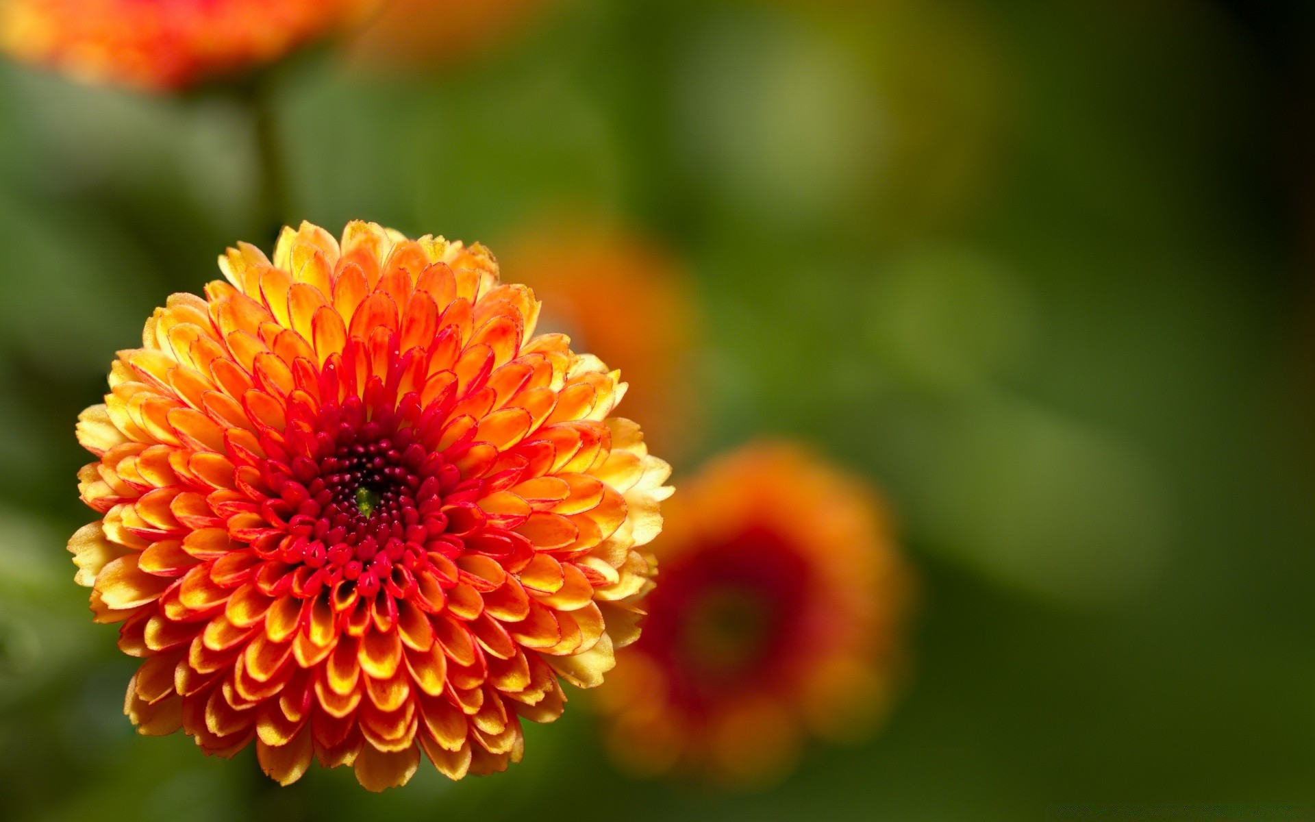 blumen natur blume flora sommer blatt hell unschärfe garten blütenblatt im freien wachstum farbe pollen schließen