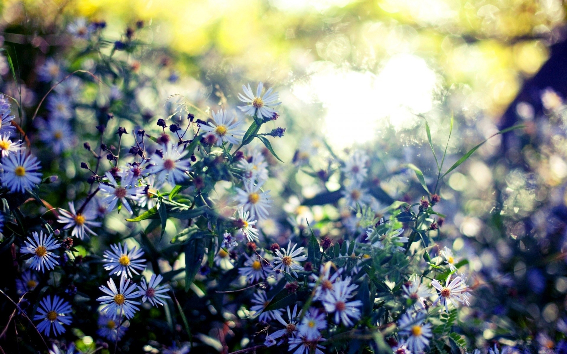 flowers nature flower summer garden flora field leaf floral blooming wild grass outdoors growth petal color close-up bright hayfield season